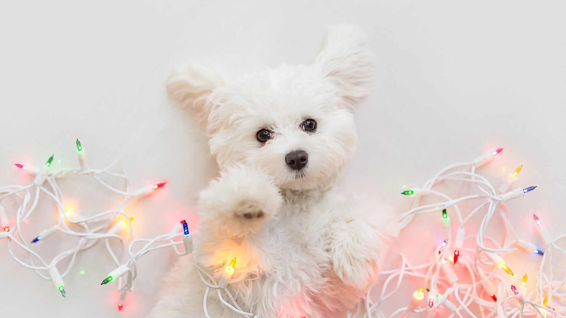 West Highland White Terrier Baby Puppy With Christmas Lights HD Animals Wallpaper