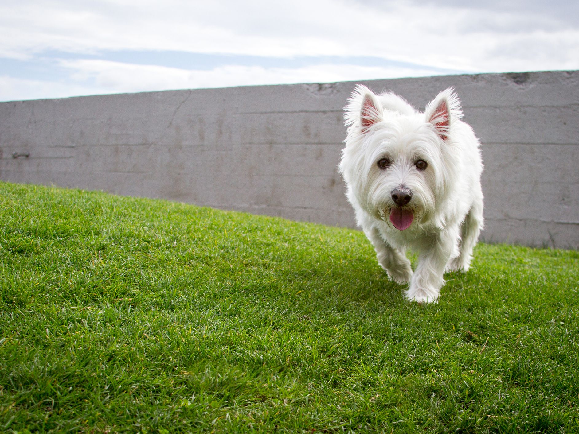 West Highland White Terrier Wallpapers - Wallpaper Cave