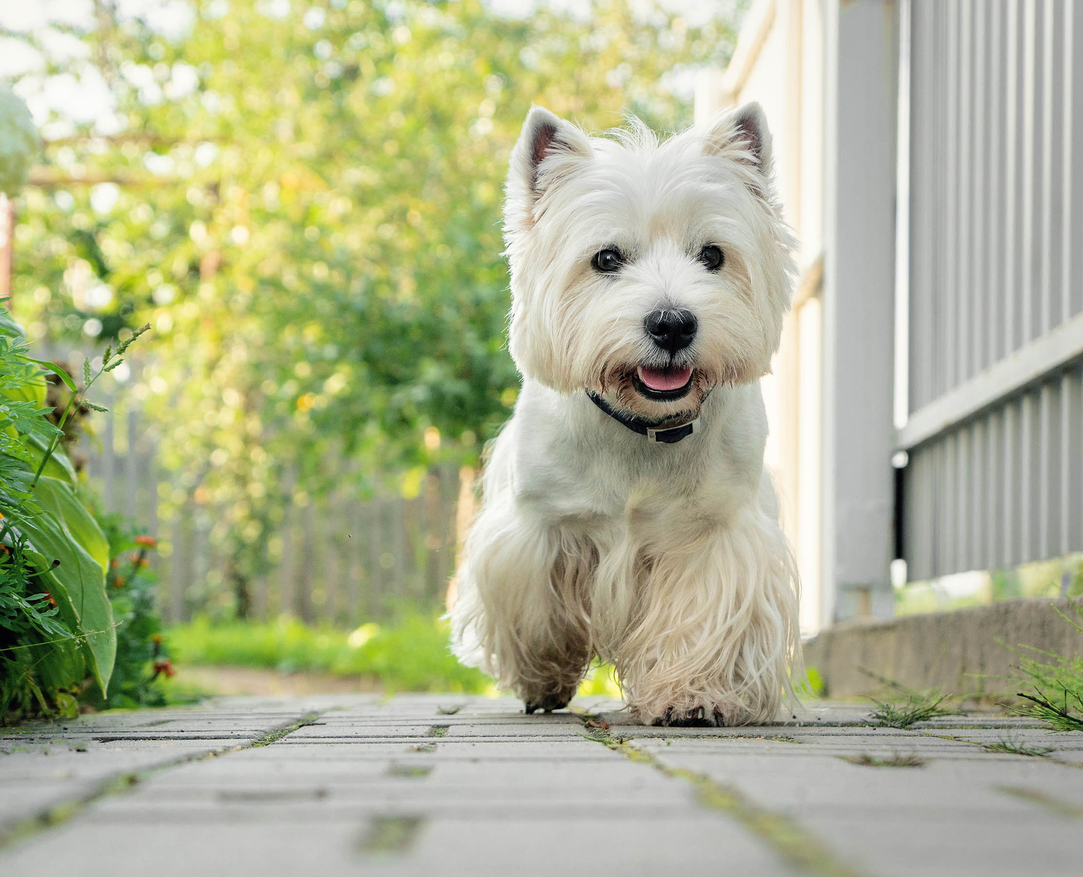 West Highland White Terrier Wallpapers - Wallpaper Cave