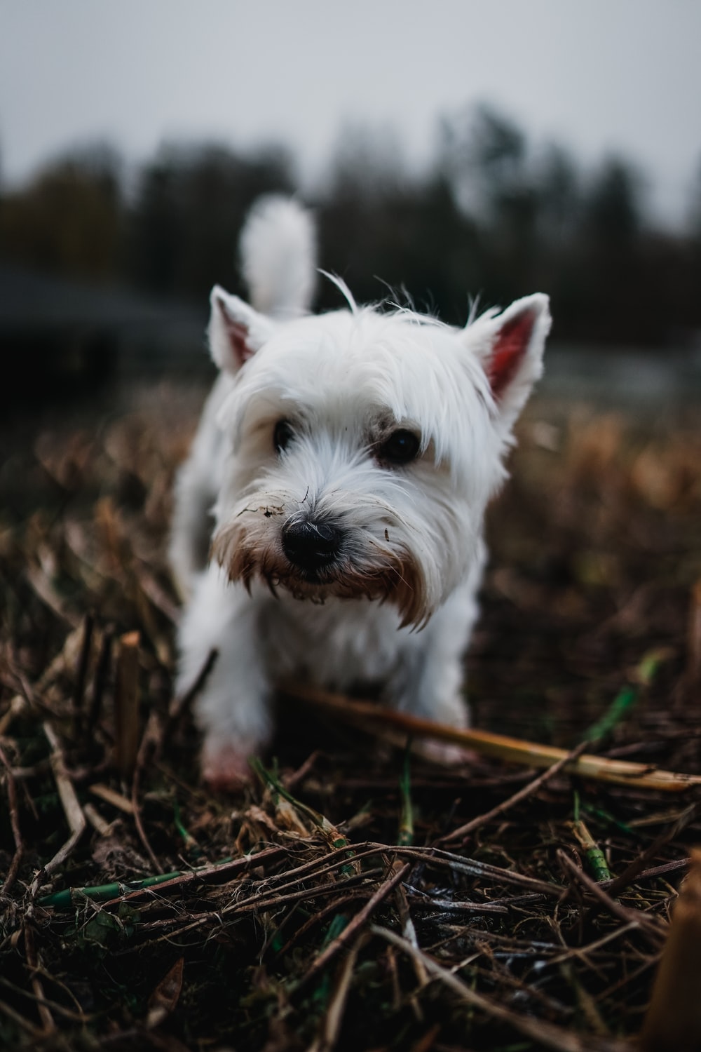 West Highland Terrier Picture. Download Free Image