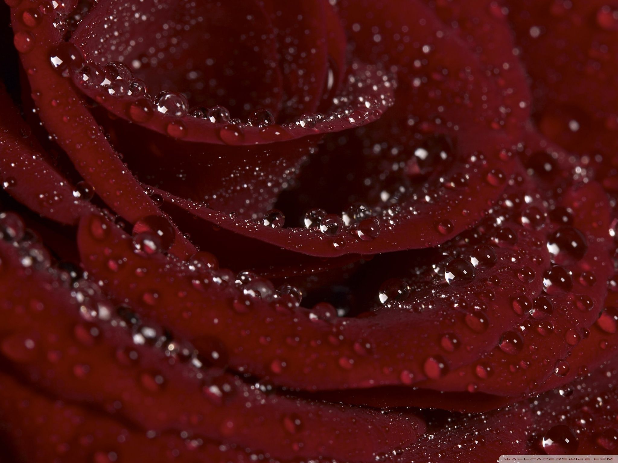 Dark Burgundy Rose Wallpaper, HD Dark Burgundy Rose Background on WallpaperBat