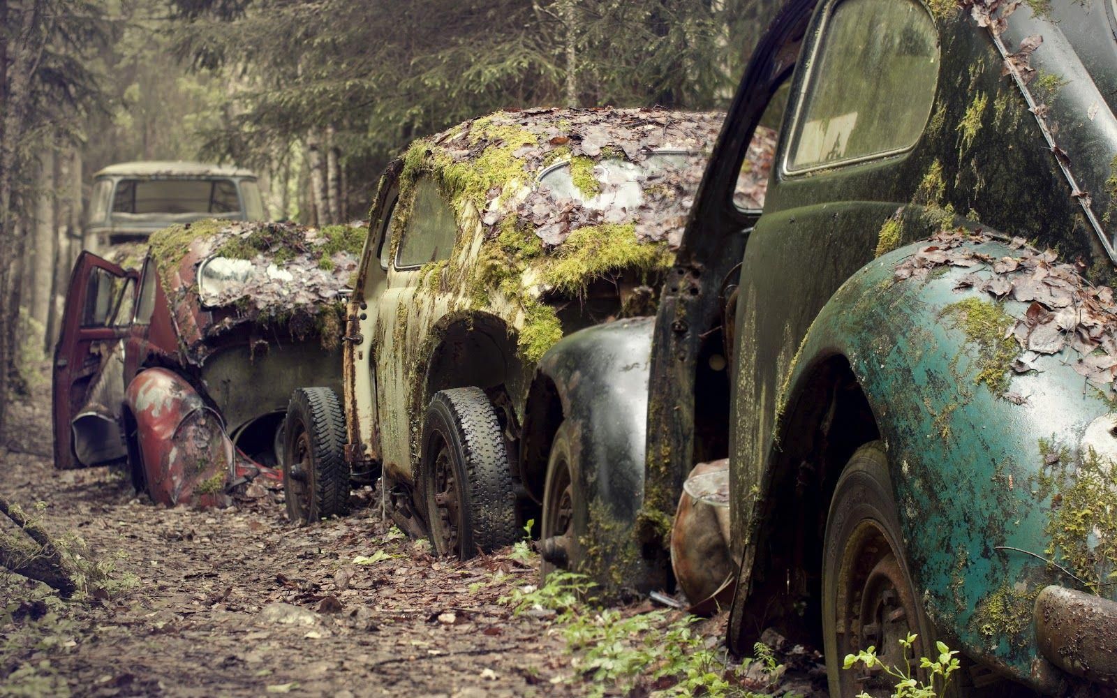 Awesome Photography.. Vintage Cars Covered with Moss Awesome Photography HD Car Wallpaper #Volkswago. Volkswagen beetle vintage, Car wallpaper, Beetle car