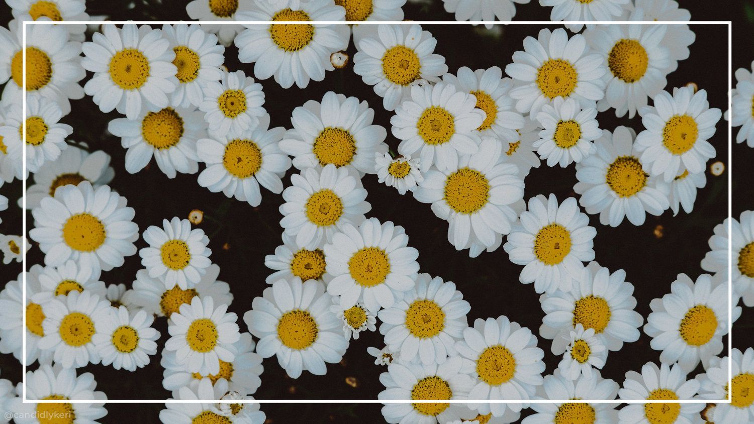 Daisy Aesthetic Computer Wallpaper Free Daisy Aesthetic Computer Background
