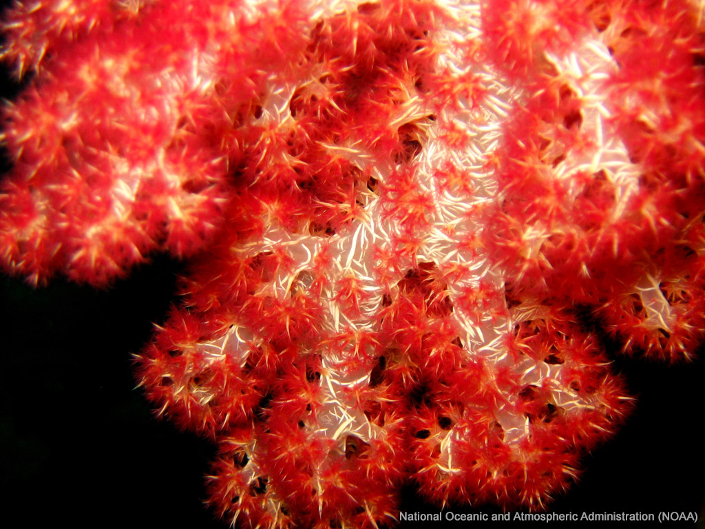 Red Soft Coral Sea Wallpaper