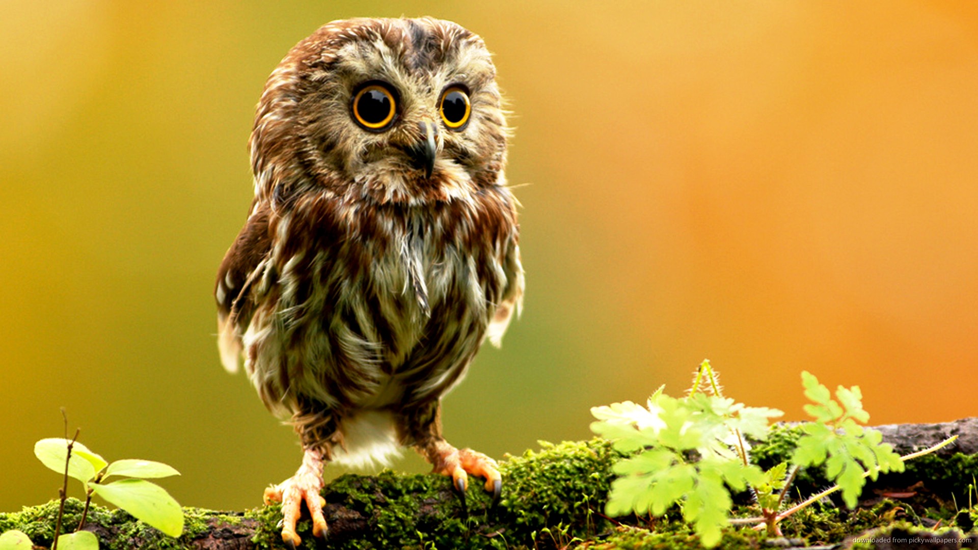 Cute Animal Wallpaper For Desktop Little Owl