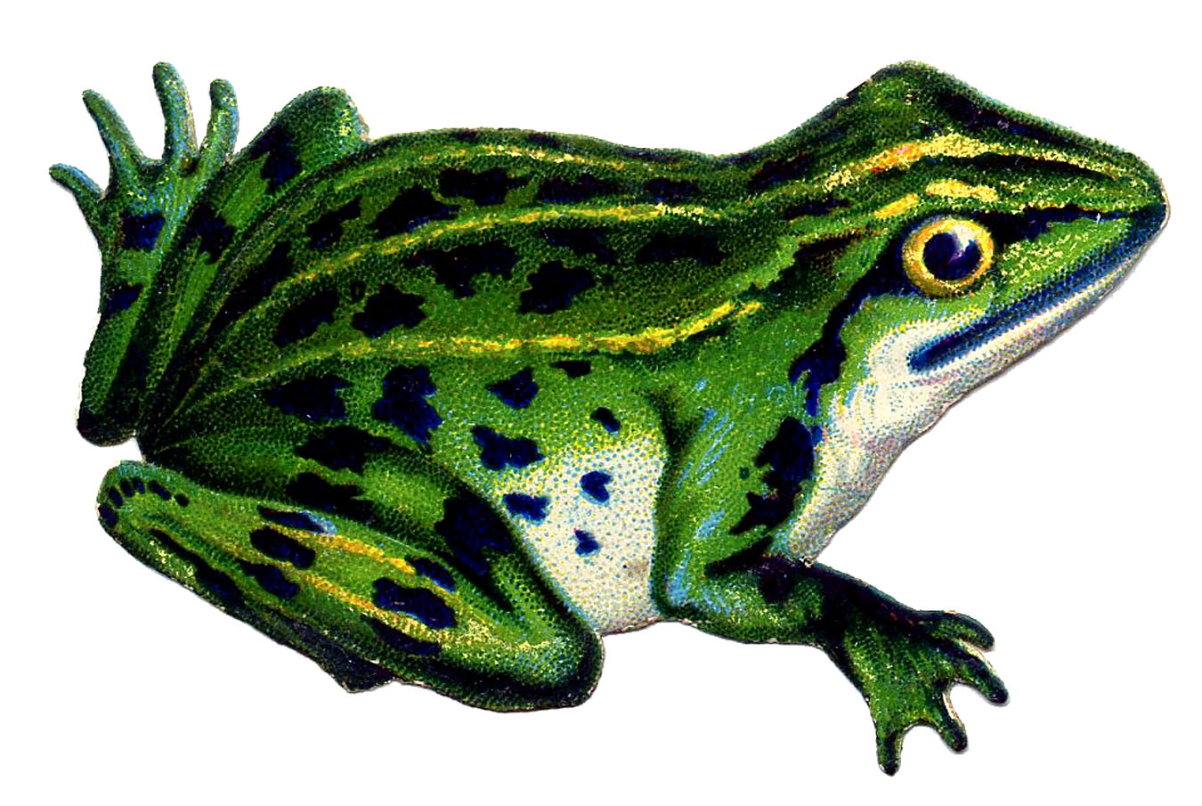 Frog Image and Clipart! Graphics Fairy