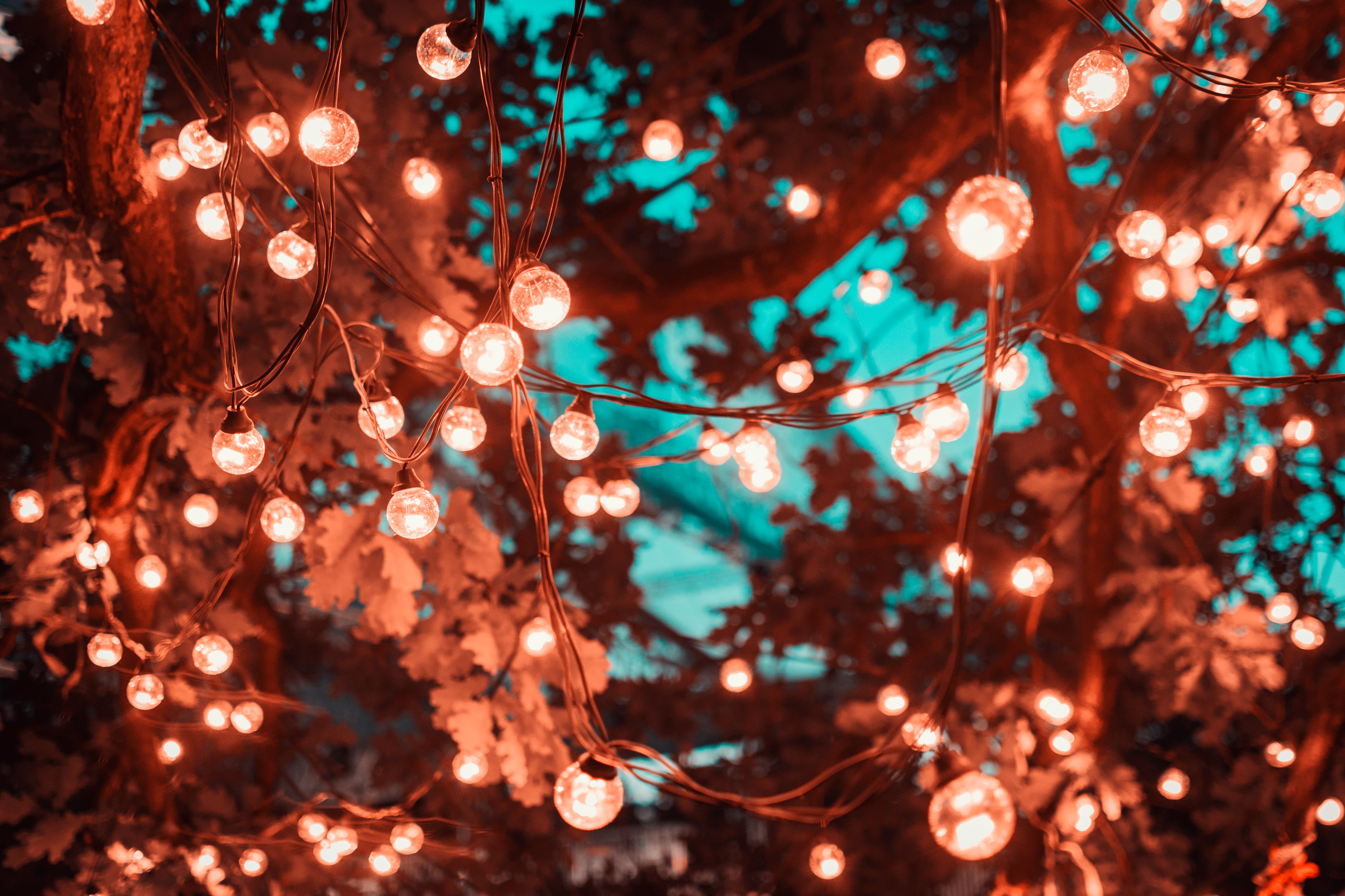 Brown String Lights in Tree · Free