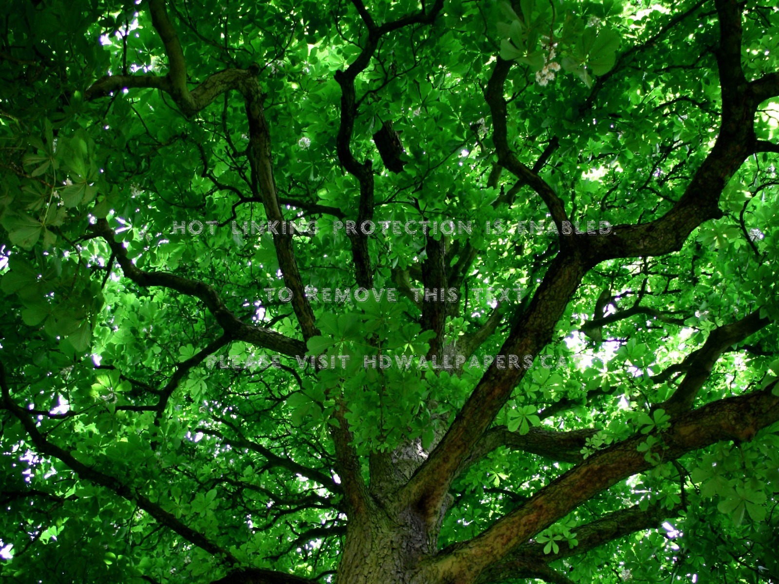 green world day nice background leaves cool