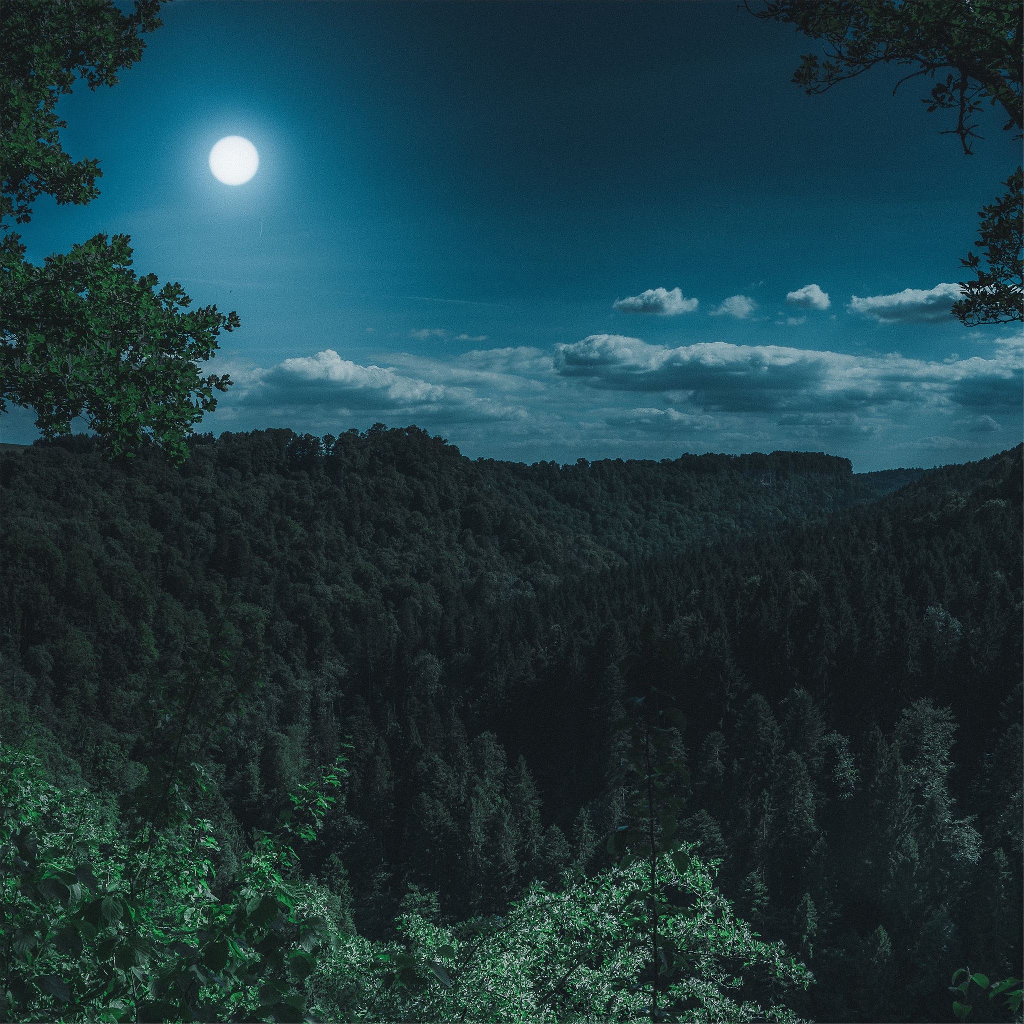 dark night forest view 5k iPad Pro Wallpaper Free Download
