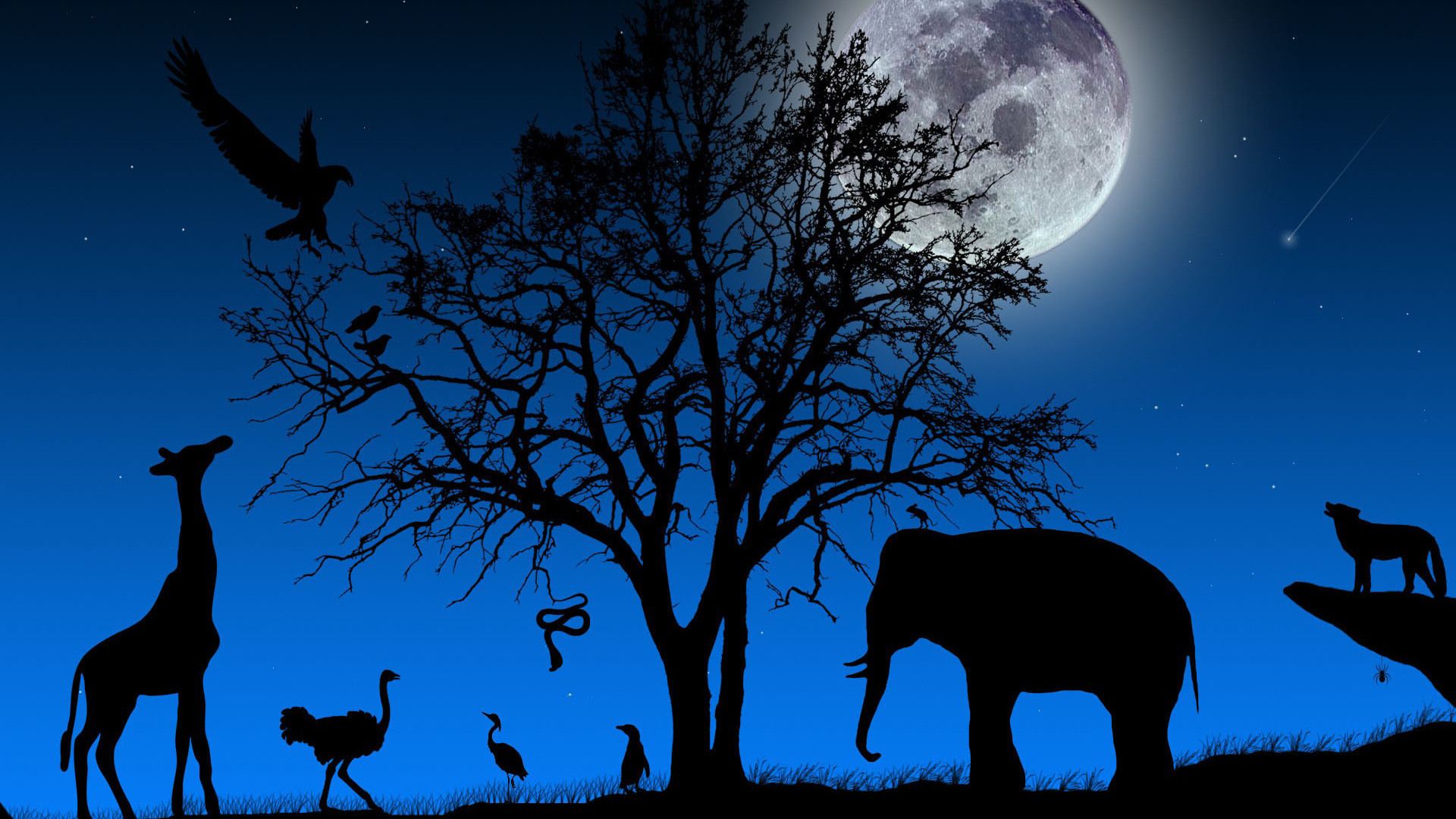 Full Moon Night In Jungle HD 1080p Wallpaper Download. Домашнее животное, Слон, Животные