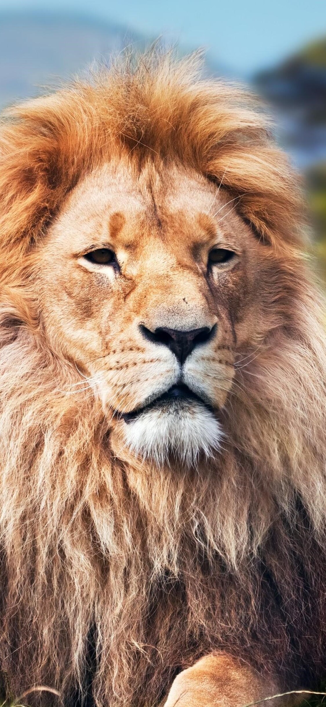 iPhone Lion 4k Wallpapers - Wallpaper Cave