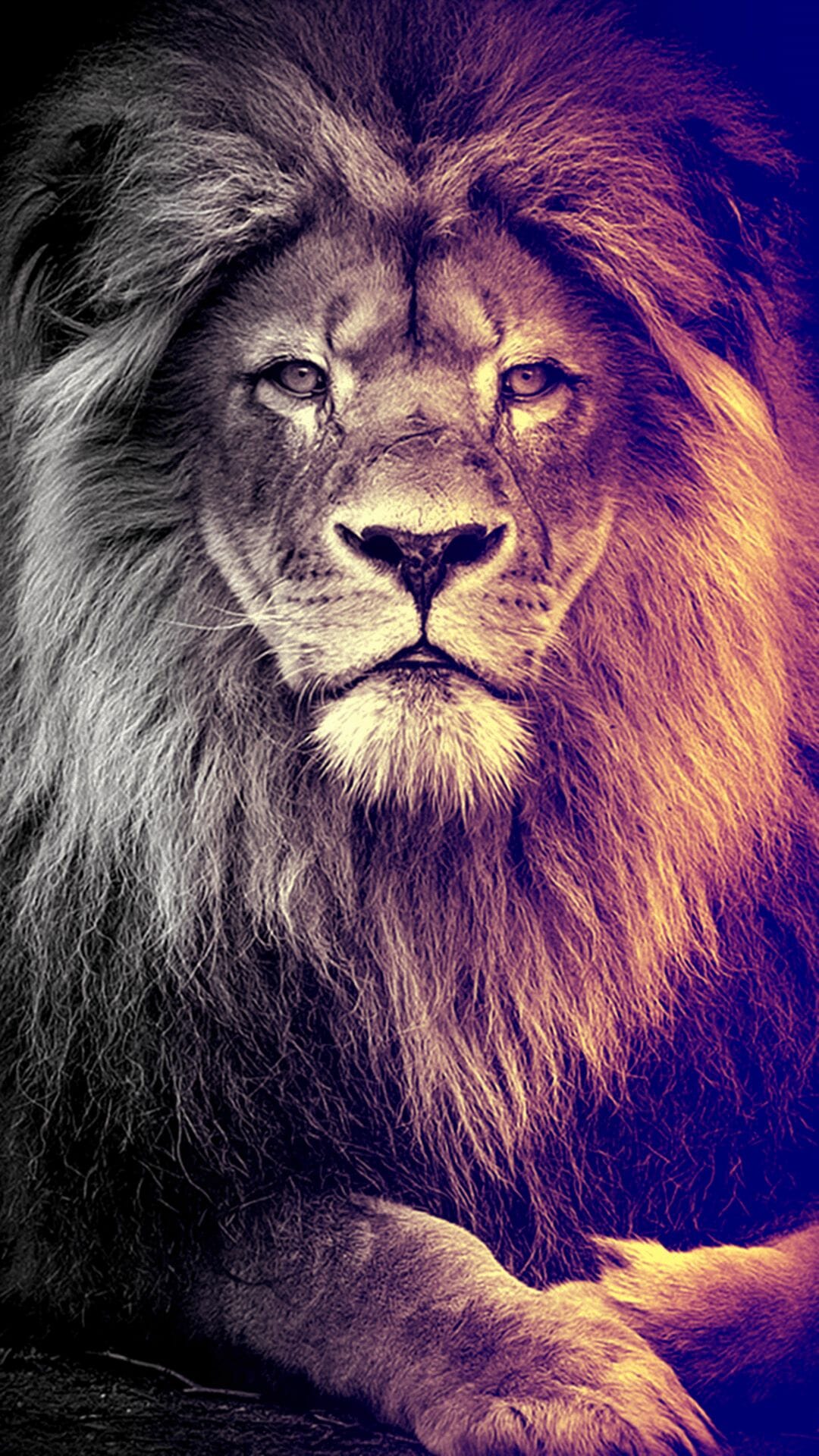 Amazing Lion HD Wallpaper For IPhone X, 8 8 Plus, 7 7 Plus, 6 6S (2022)