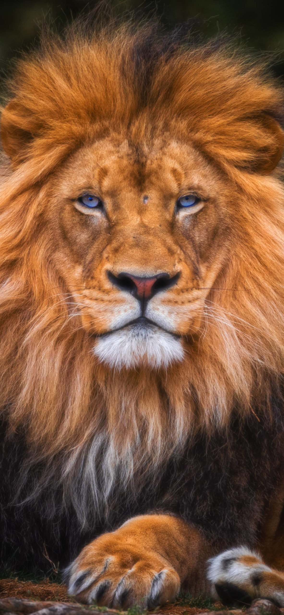 Lion Wallpaper for iPhone Pro Max, X, 6