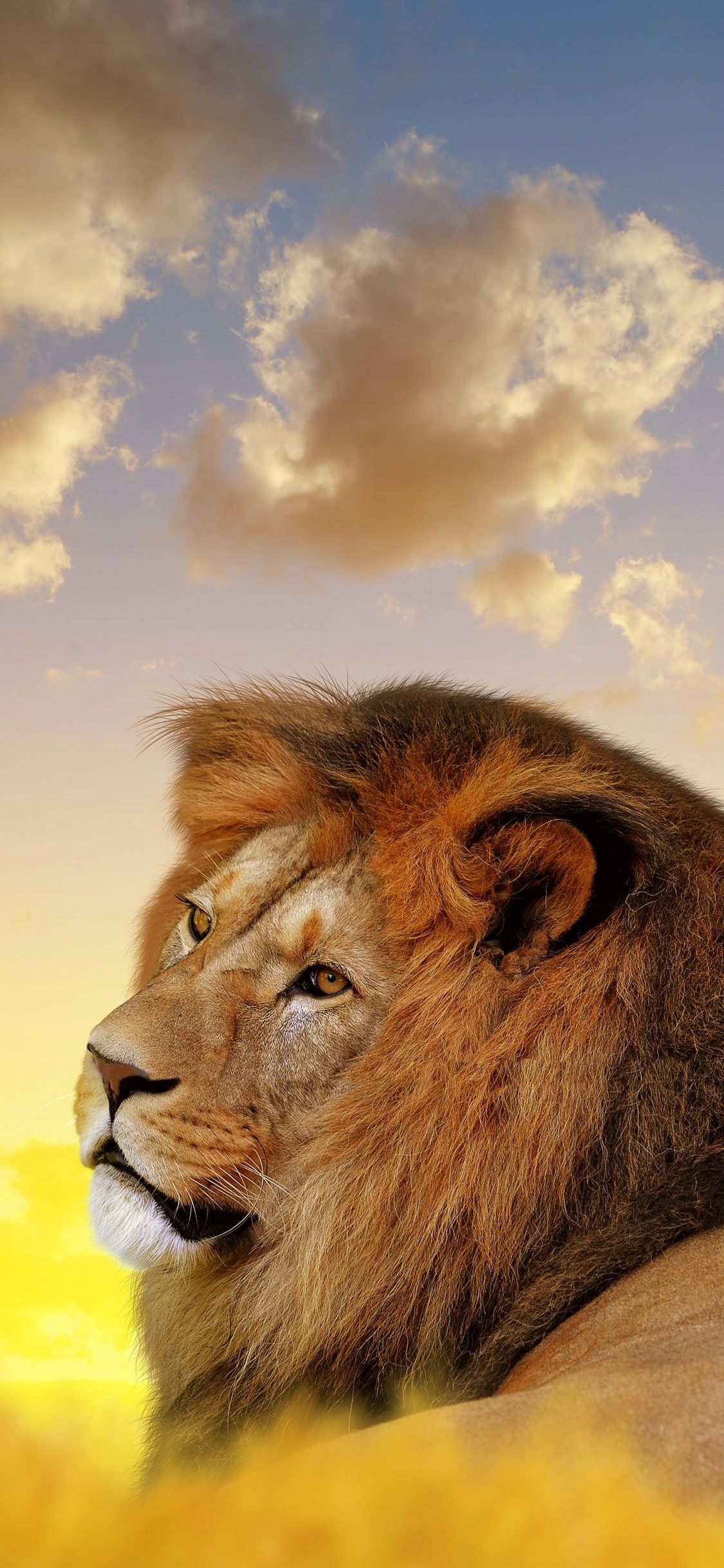 Lion iPhone X Wallpaper