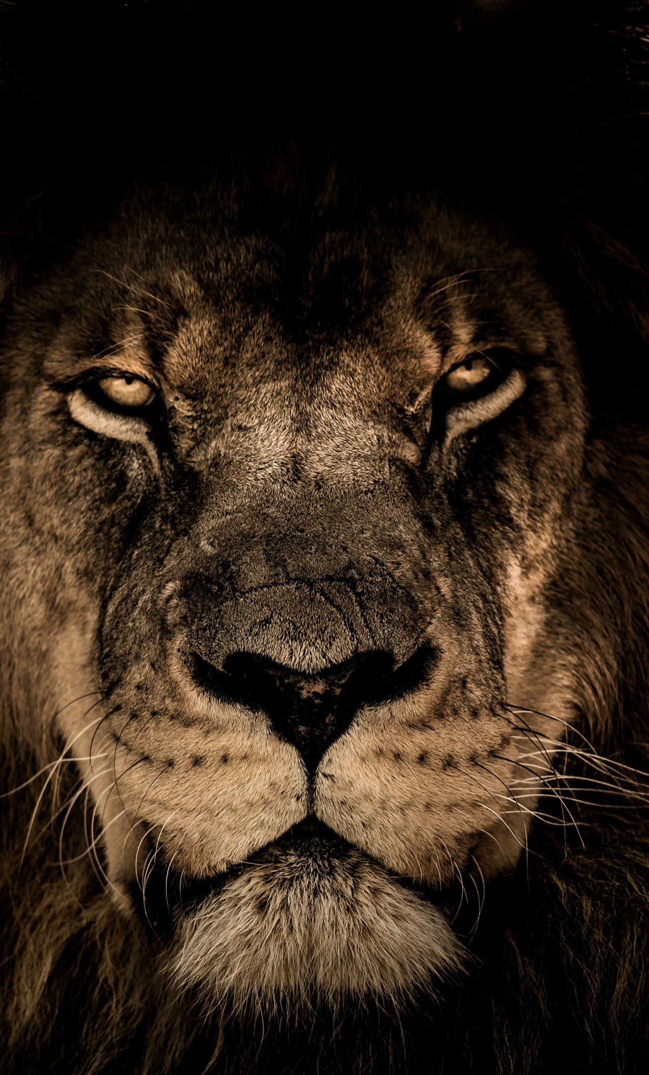 Download african lion, beast, predator, muzzle 1280x2120 wallpaper, iphone 6 plus, 1280x2120 HD image, background, 632