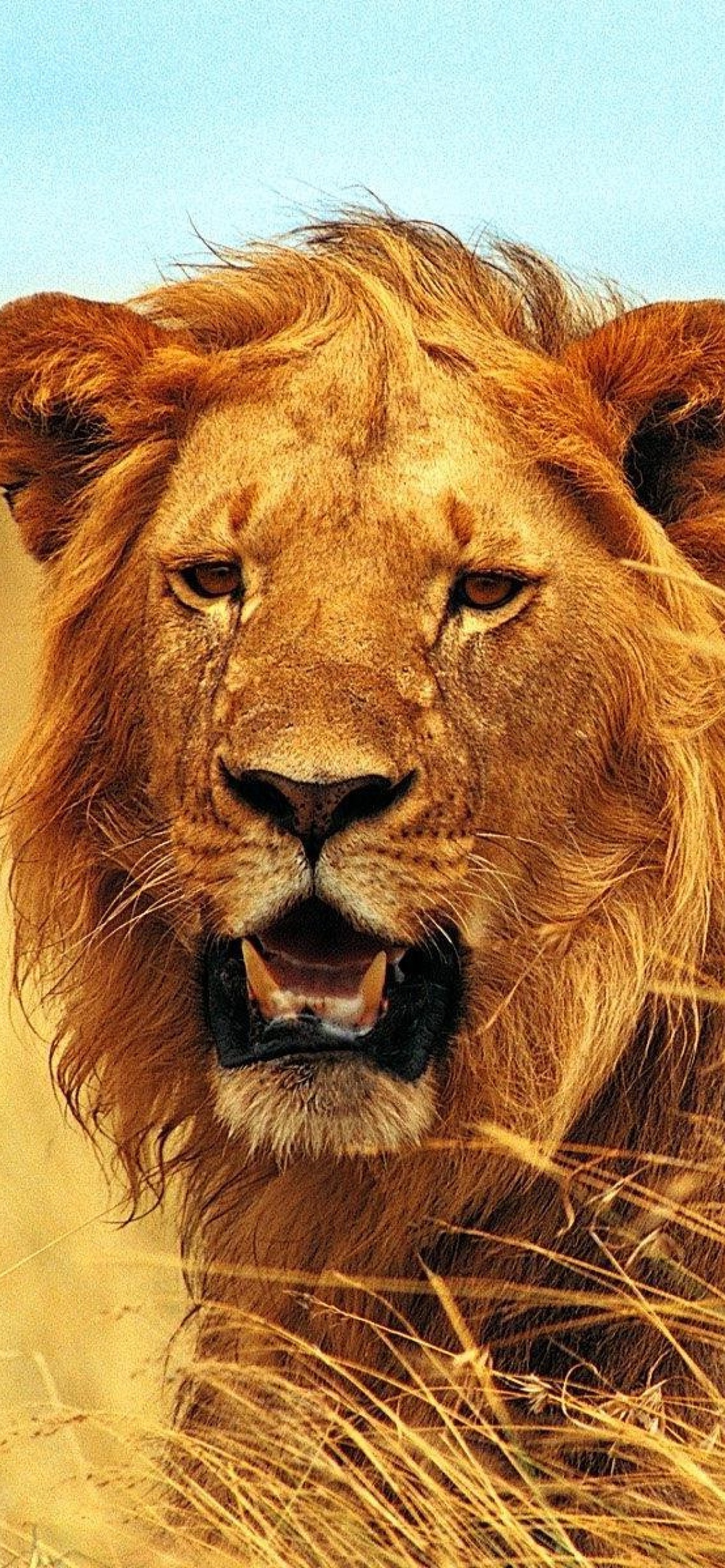 Lion 4K Ultra HD Wallpaper for iPhone 12 Pro