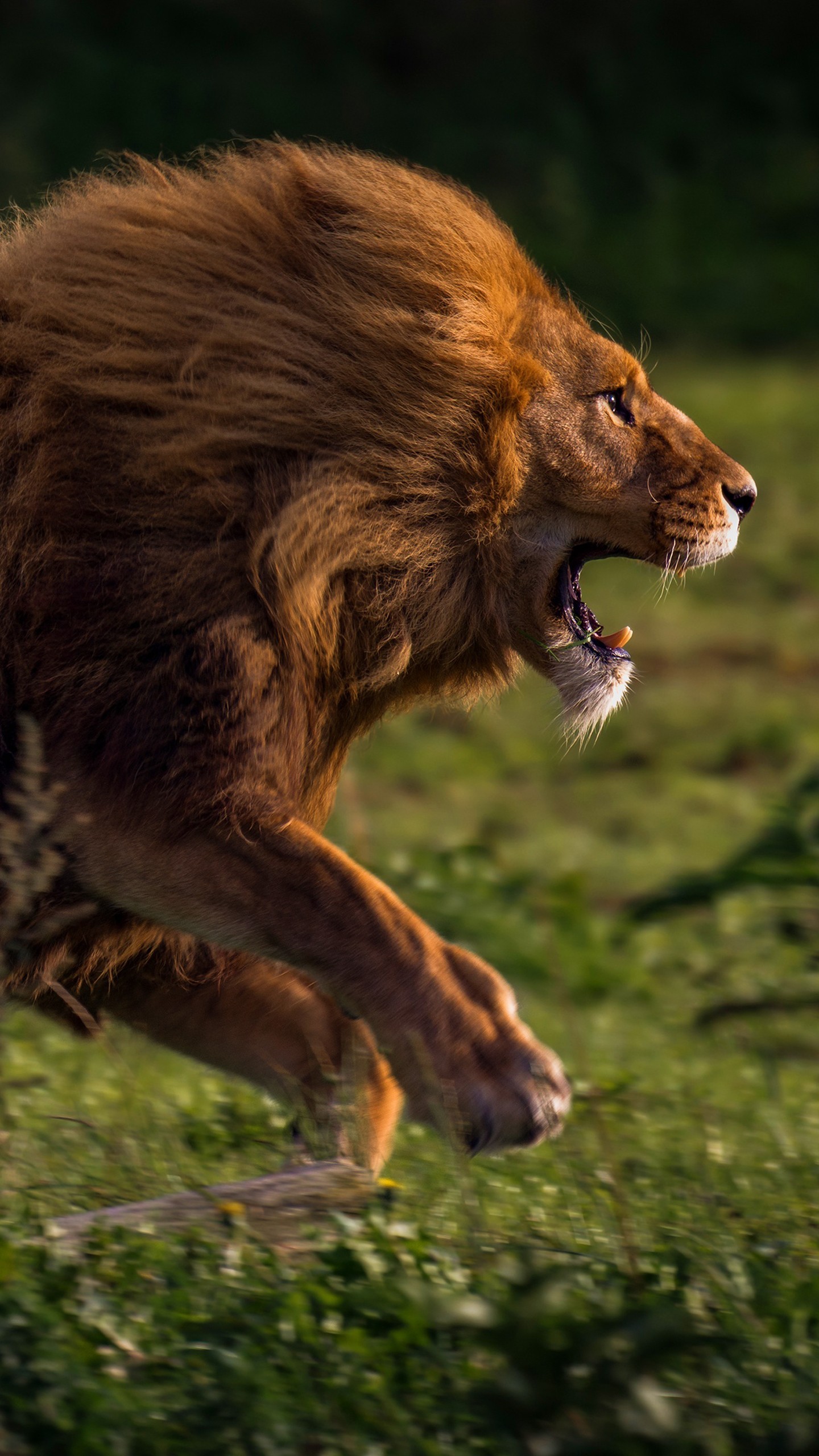 Running Predator Lion 4K HD Lion Wallpaper