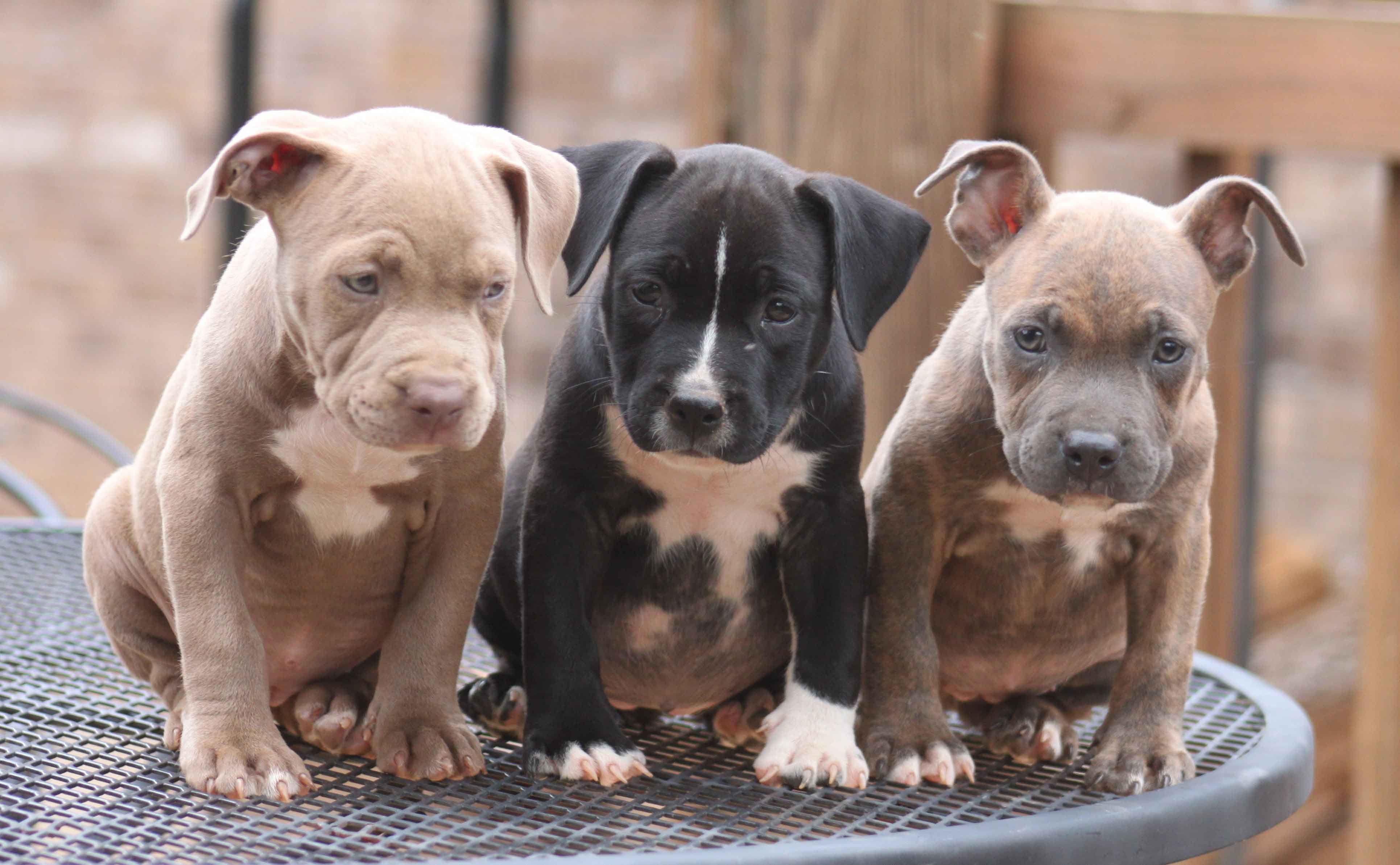 Cute Pitbull Puppies Wallpaper