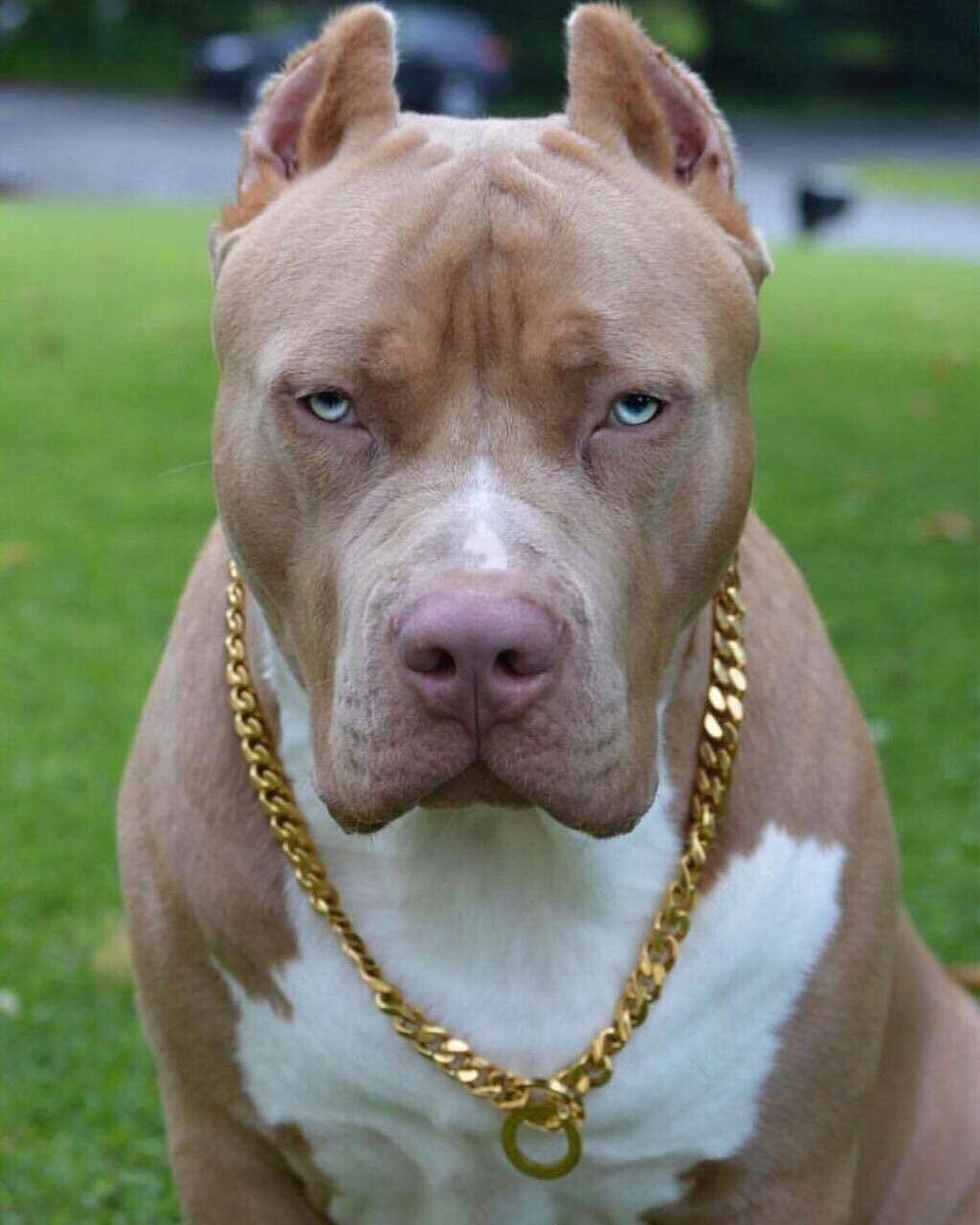 Pit Bull Terrier American Pitbull Wallpaper, Dog Games, Pit Bull Terrier Wallpaper & Background Download