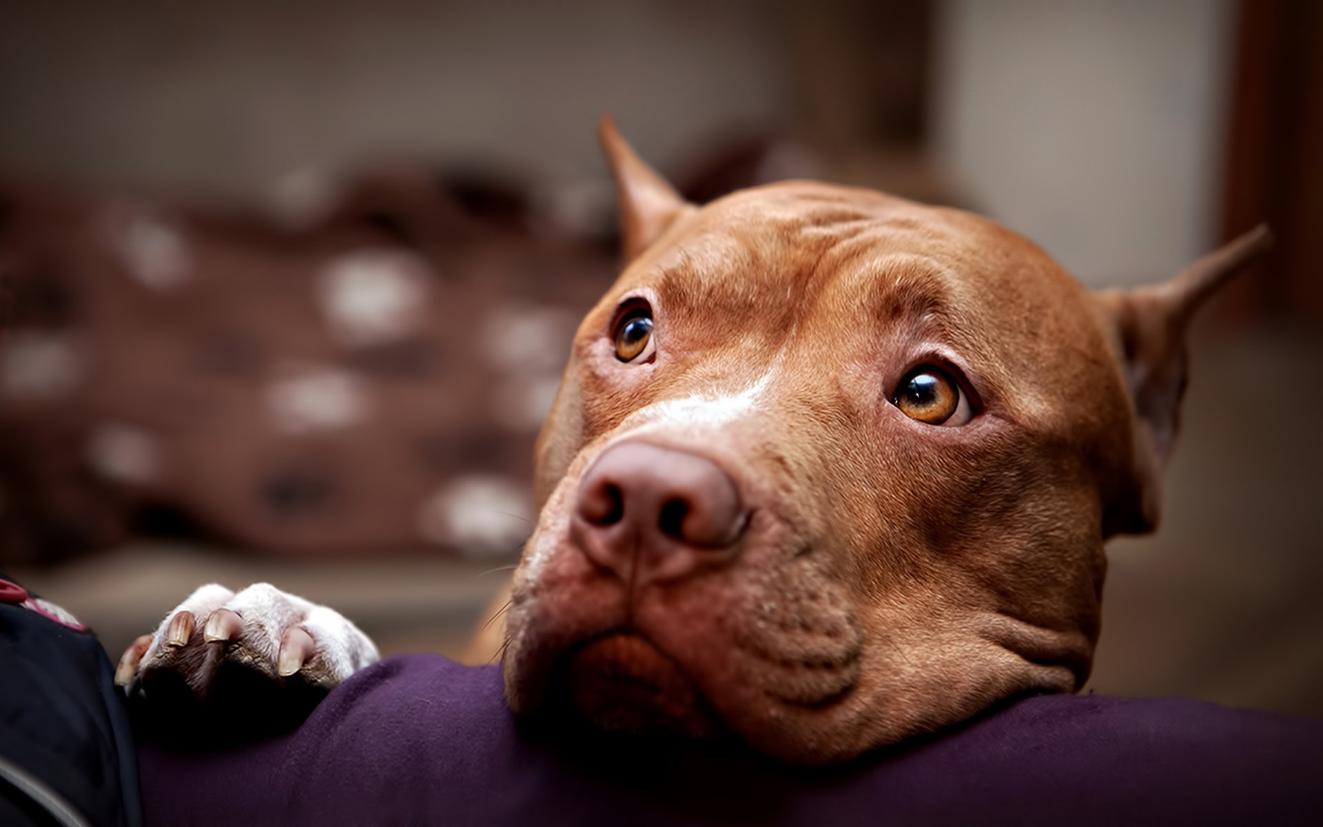 Pit Bull wallpaper HD for desktop background