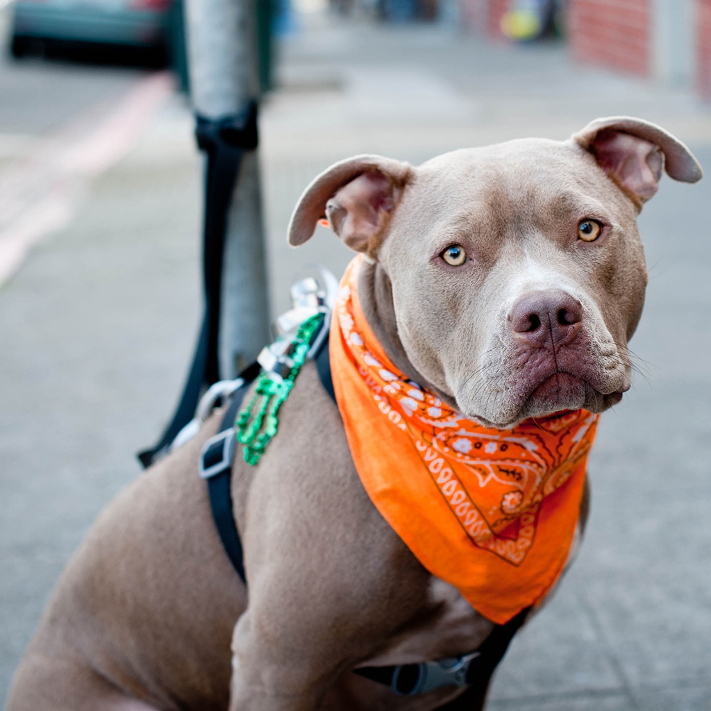 Pit Bulls Are Often Overlooked By People Searching Wallpaper HD iPhone X HD Wallpaper