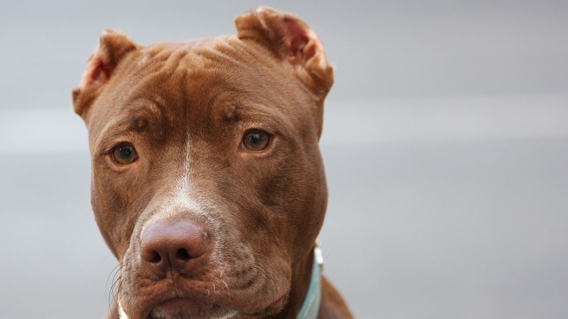 Pit Bulls Wallpaper