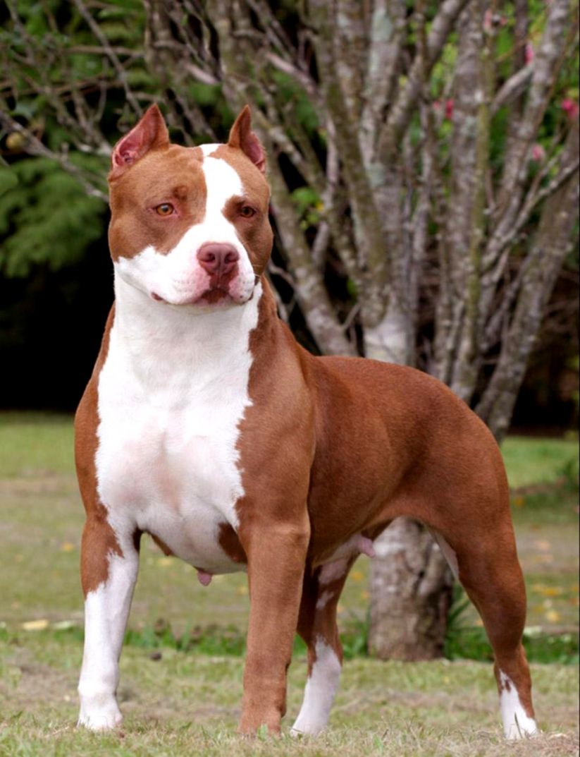 American Pitbull Terrier HD Wallpaper New Background Pit Bull Terrier