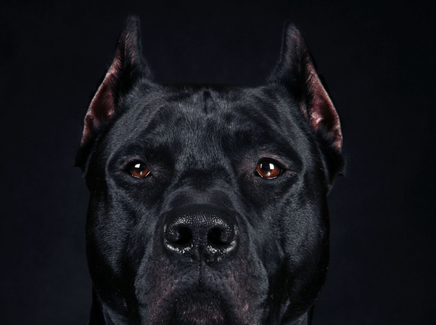 Wallpaper. Animals, Dogs, Pitbulls
