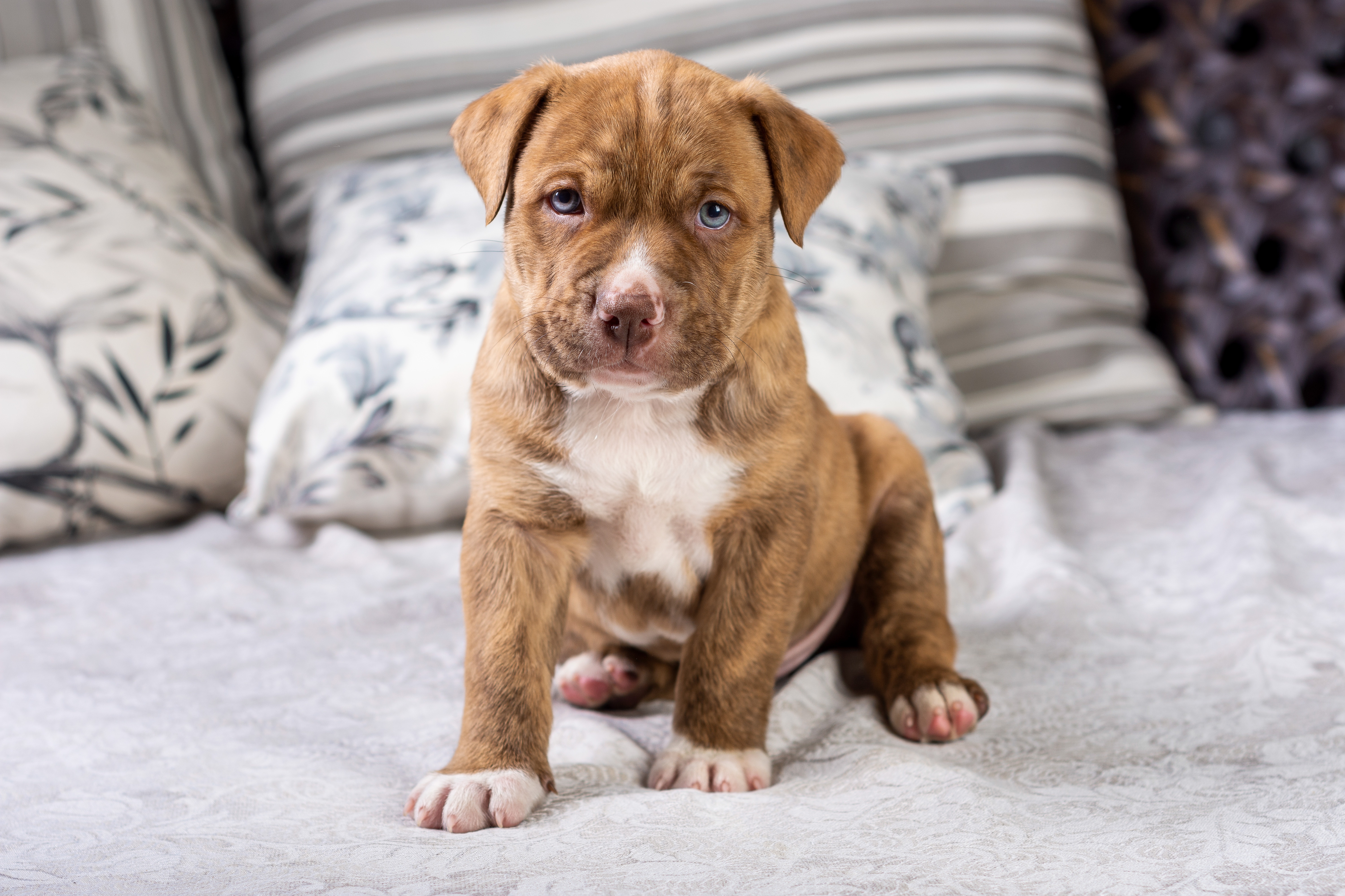 Pit Bull 4k Ultra HD Wallpaper, Puppy, Dog HD Wallpaper