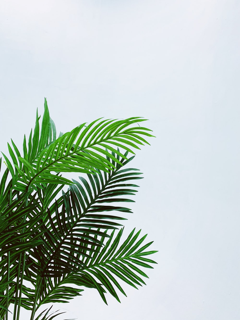 Palm Leaf Picture [HD]. Download Free Image