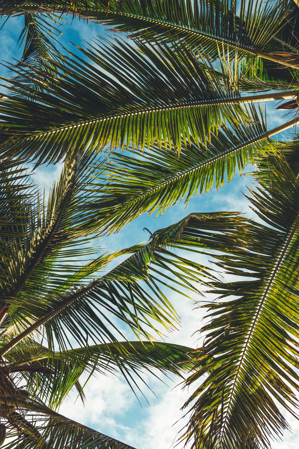 Palm Frond Picture. Download Free Image