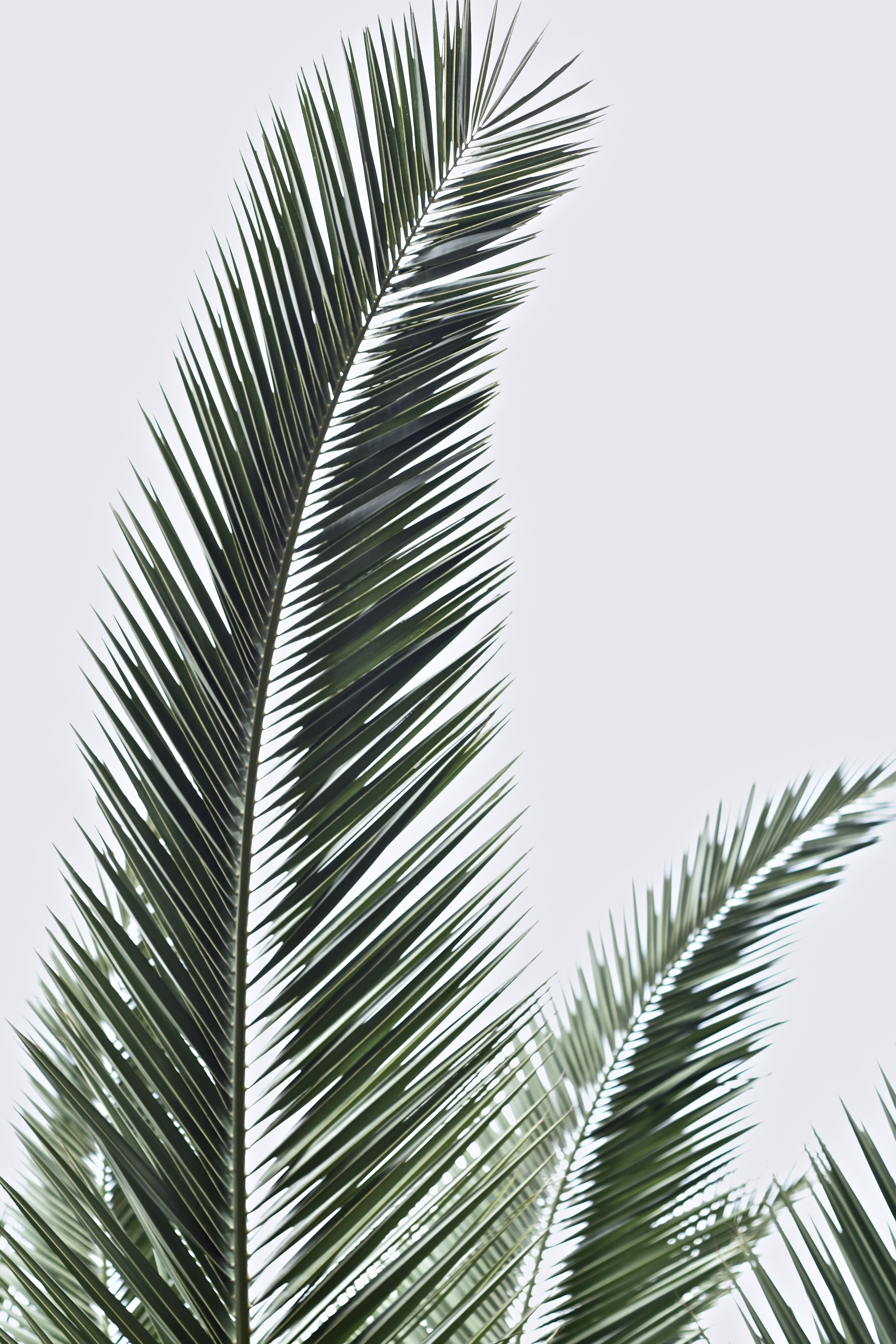 Palm Fronds · Free