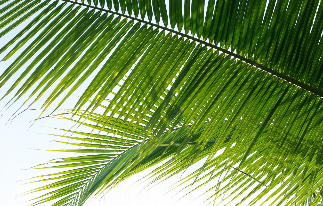 Wallpaper leaves, nature, Palma, nature, leaves, palm image for desktop, section природа