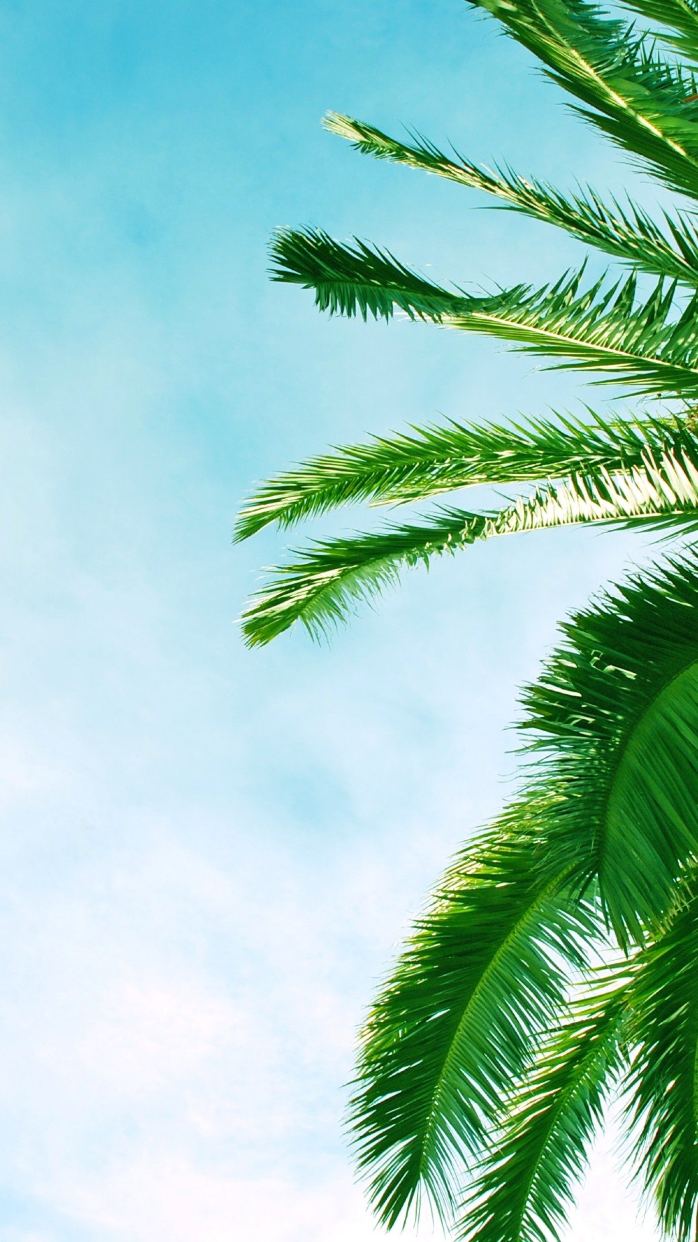 Preview Wallpaper Palm Tree, Krone, Branches, Leaves, Tree Leaves HD Wallpaper & Background Download