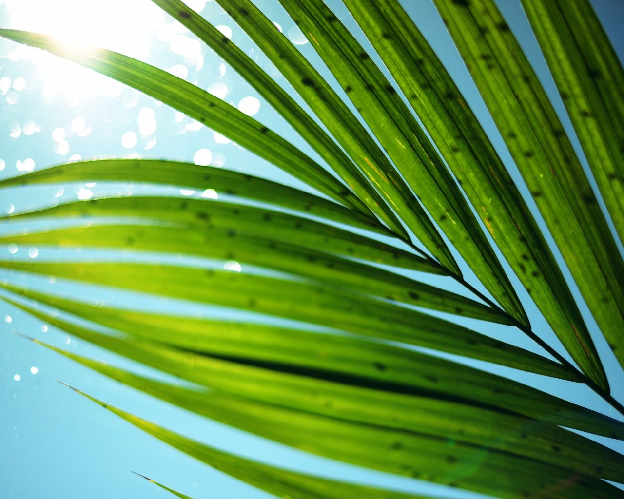 Palm Tree Leaves Wallpapers - Wallpaper Cave