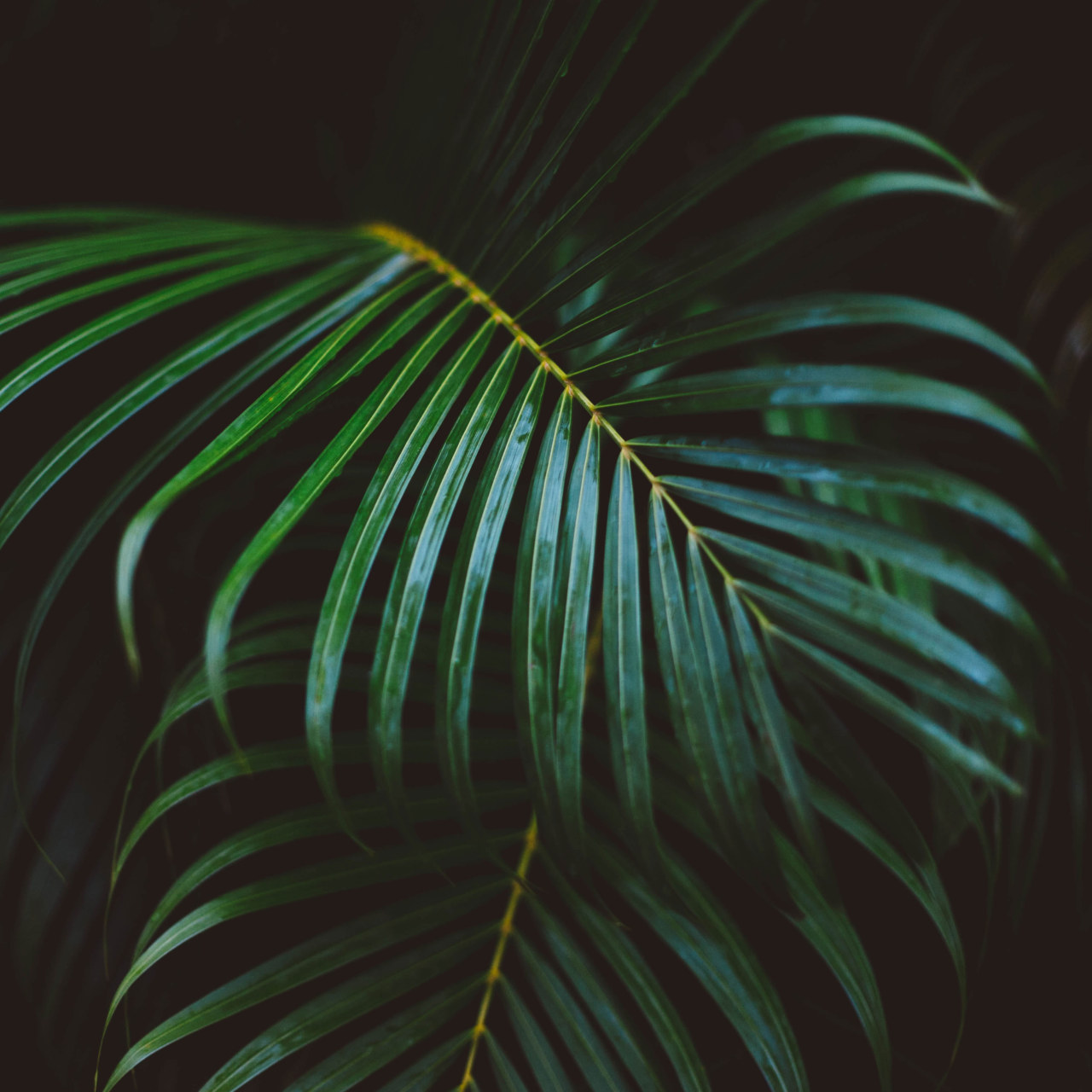 Palm Tree Leaves Wallpapers - Wallpaper Cave