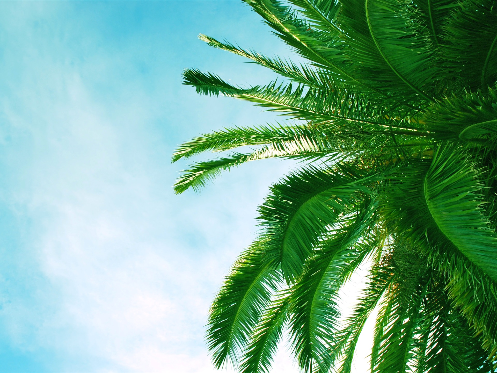 Wallpaper Palm tree leaves, blue sky, clouds 2880x1800 HD Picture, Image