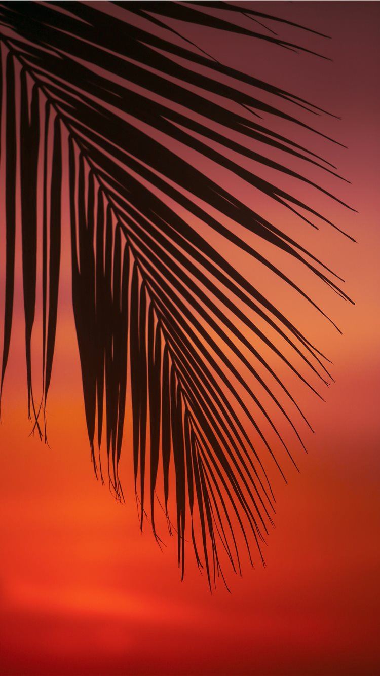 palm tree leaf iPhone 8 Wallpaper Free Download