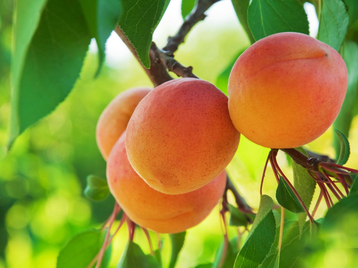 Download wallpaper 1400x1050 peach, fruit, tree, branch standard 4:3 HD background