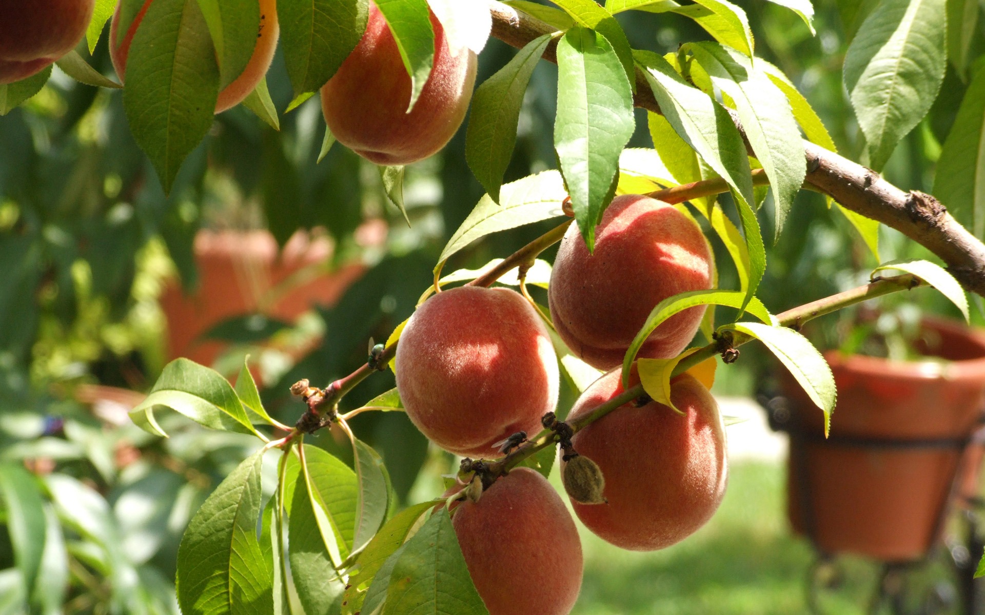 Peaches fruits nature wallpaperx1200