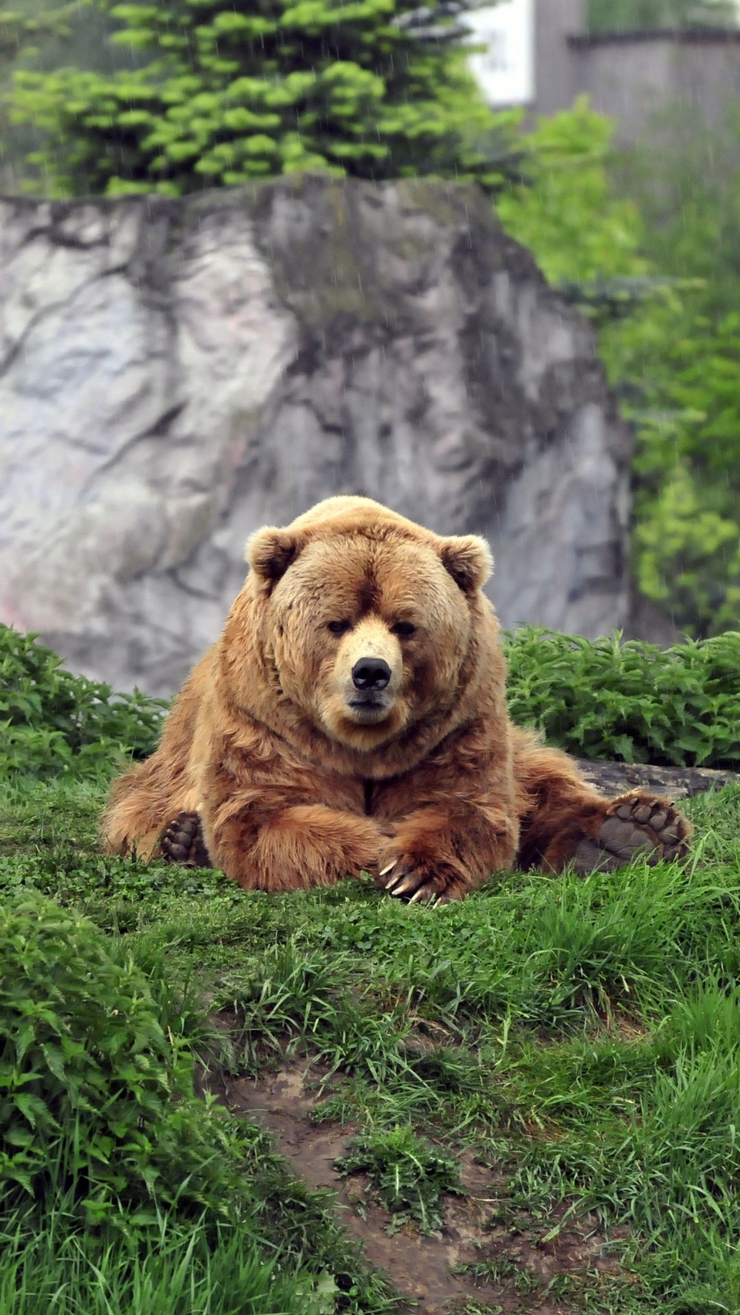 Download Wallpaper 1080x1920 bear, brown, grass, funny, lie Sony Xperia Z1, ZL, Z, Samsung Galaxy S4, HTC One HD Background. Bear, Brown bear, Animals wild