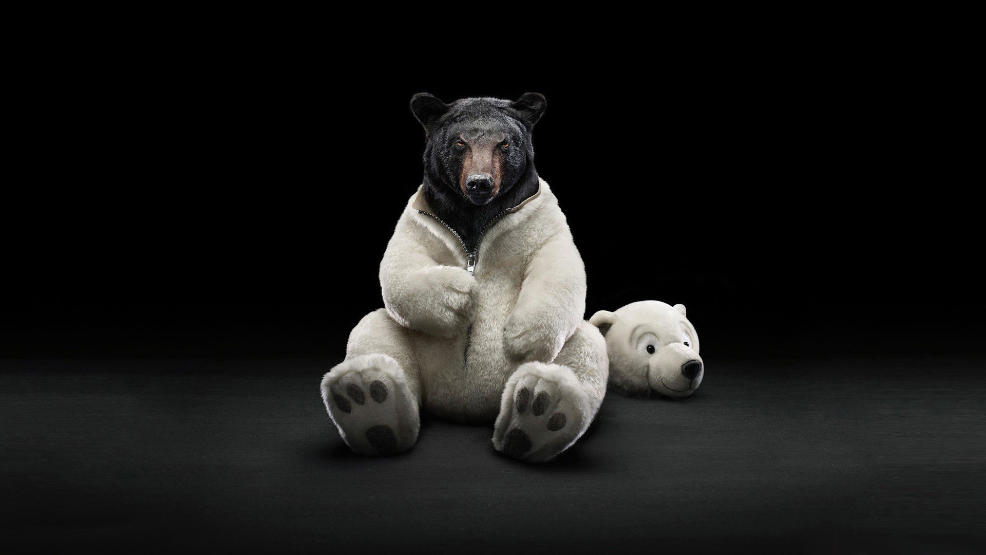 funny, Bears Wallpaper HD / Desktop and Mobile Background