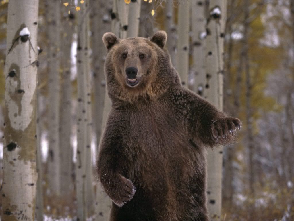 Funny Animals: Funny Bears Wallpaper (1600 x 1200). Bear, Dancing animals, Bear jokes