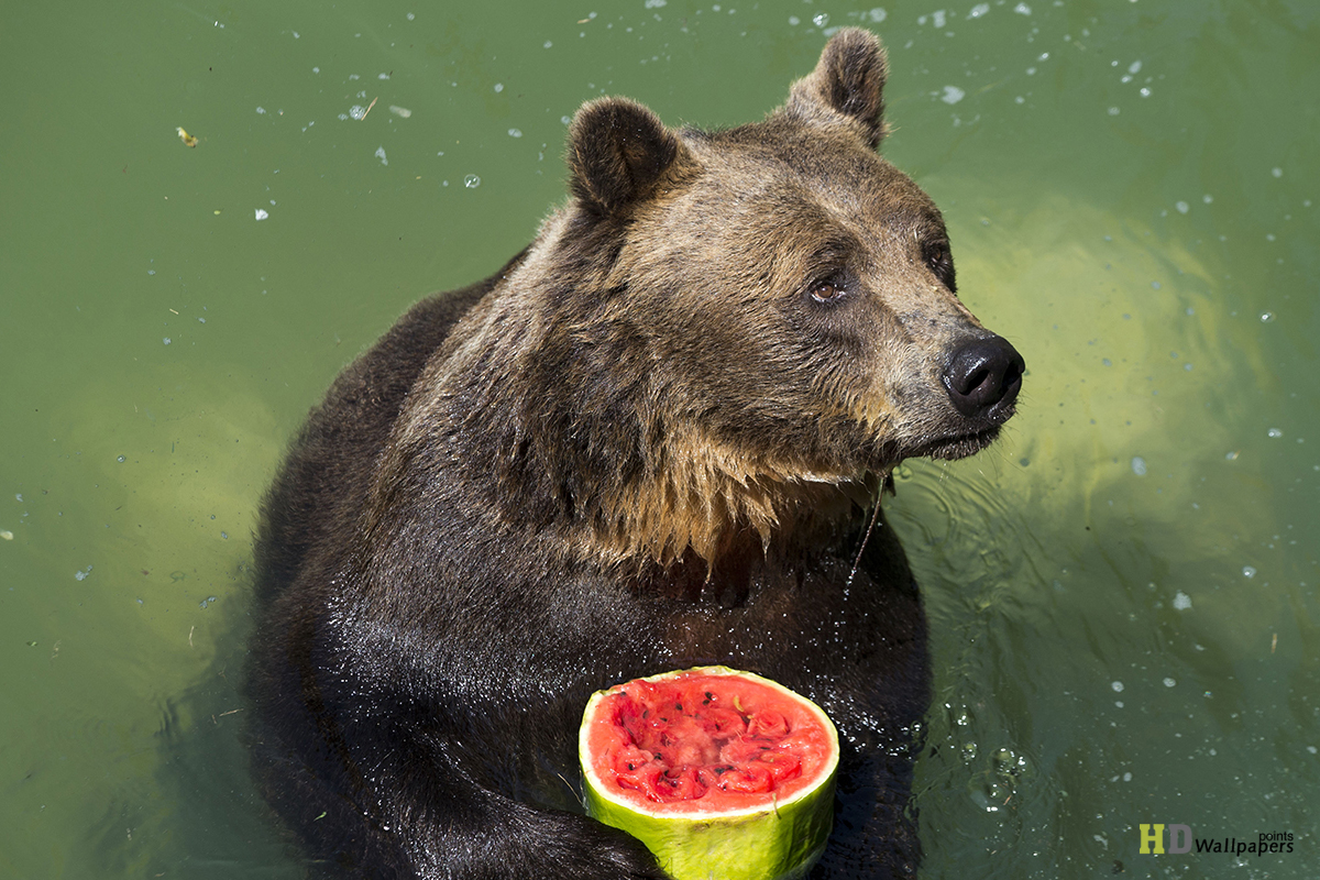 Free download Bear Desktop Wallpaper Brown Bear Funny Wallpaper HD Wallpaper [1200x800] for your Desktop, Mobile & Tablet. Explore Bear Wallpaper. Teddy Bear Wallpaper, Chicago Bears Wallpaper, Black Bear Wallpaper