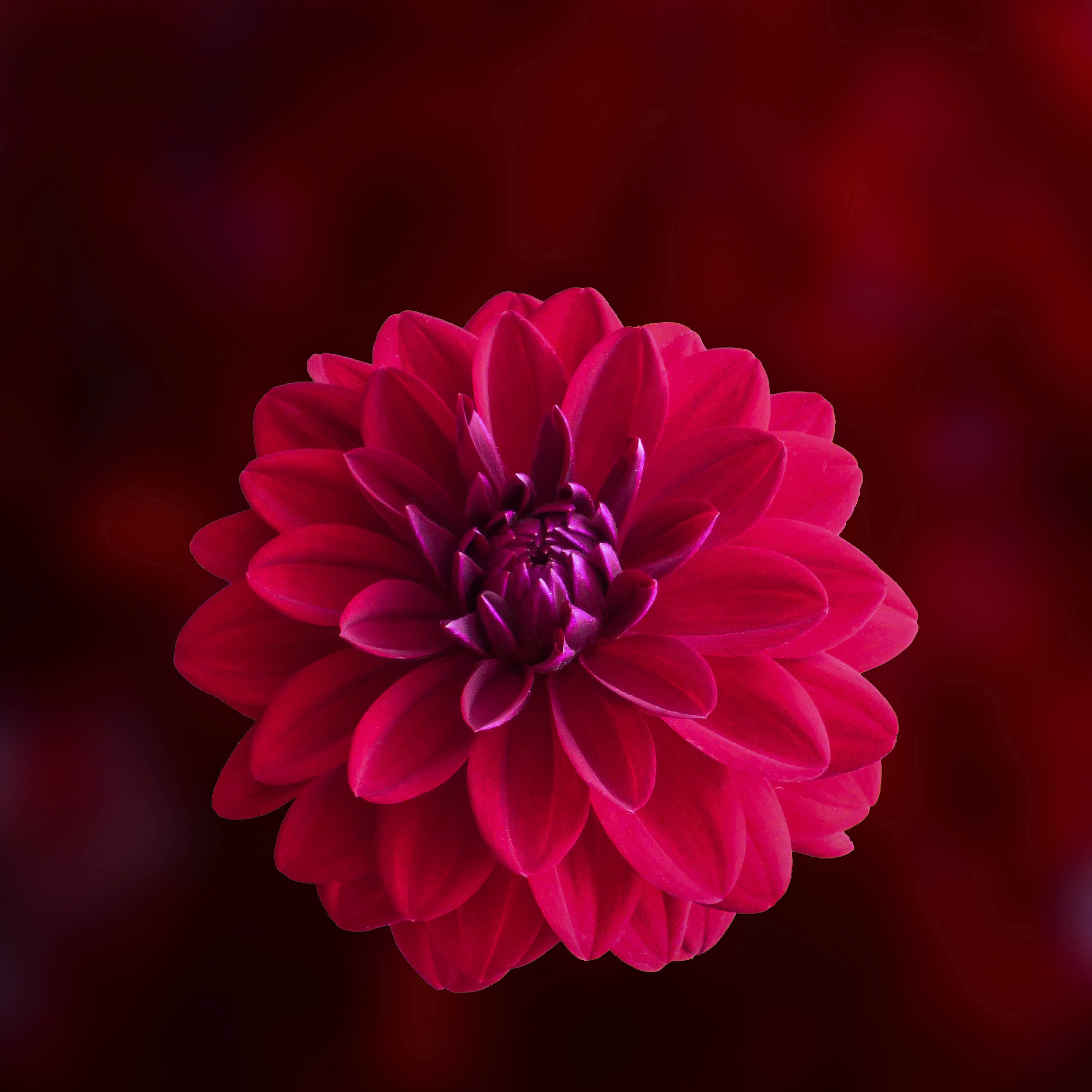 Pink Dahlia Flower iPad Pro Retina Display HD 4k Wallpaper, Image, Background, Photo and Picture