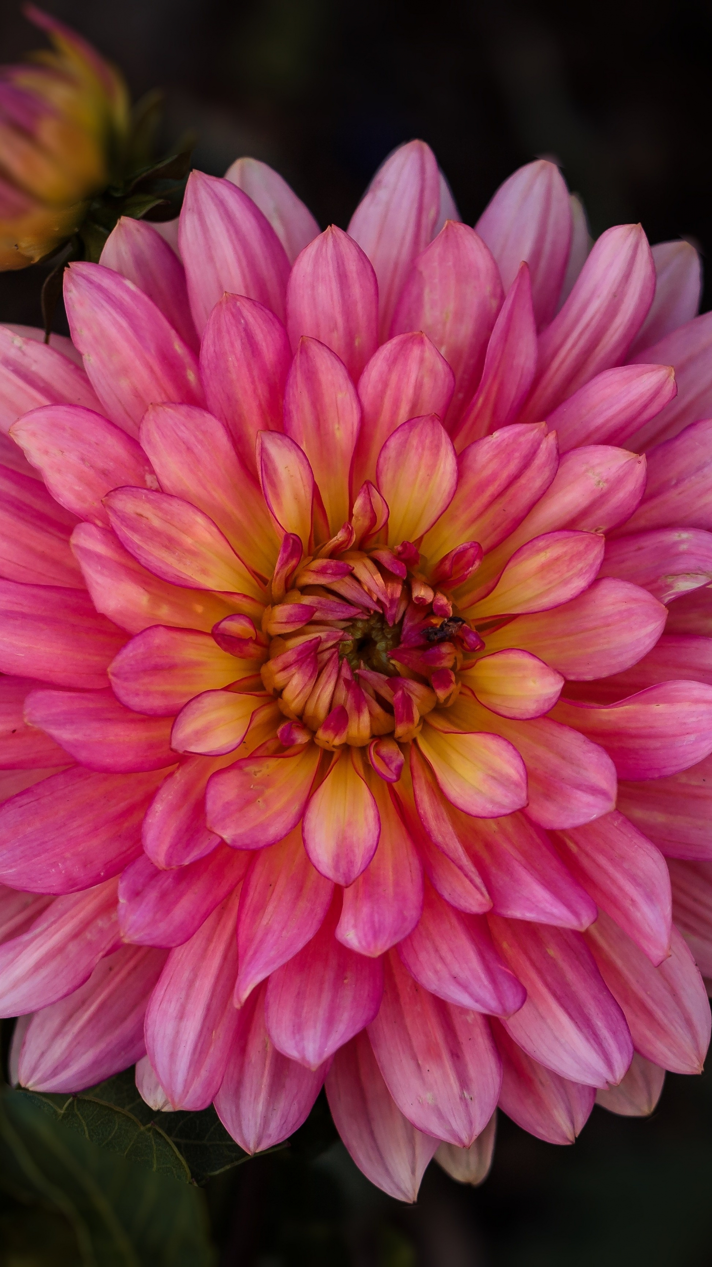 Download 1440x2560 wallpaper pink dahlia, flower, qhd samsung galaxy s s edge, note, lg g 1440x2560 HD image, background, 4880
