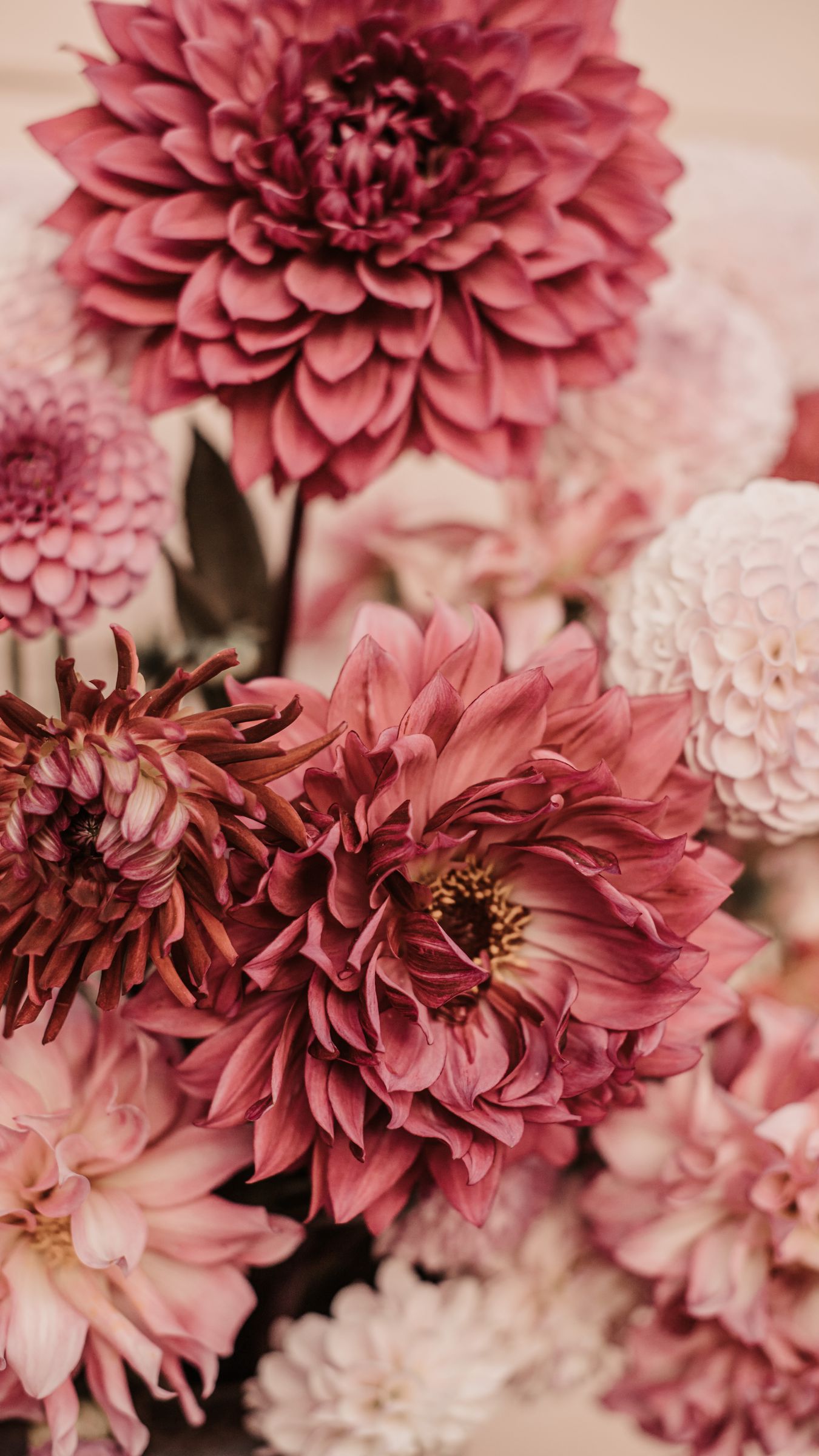 Download wallpaper 1350x2400 dahlias, flowers, bouquet, pink iphone 8+/7+/6s+/for parallax HD background