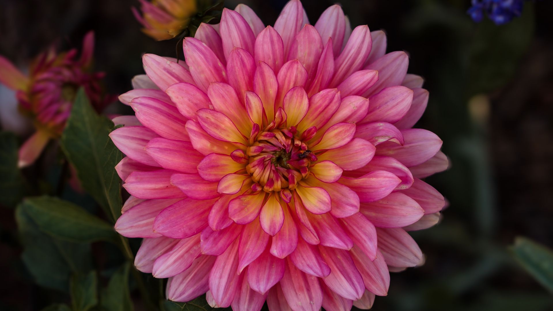 Pink dahlia, flower wallpaper, HD image, picture, background, b46224