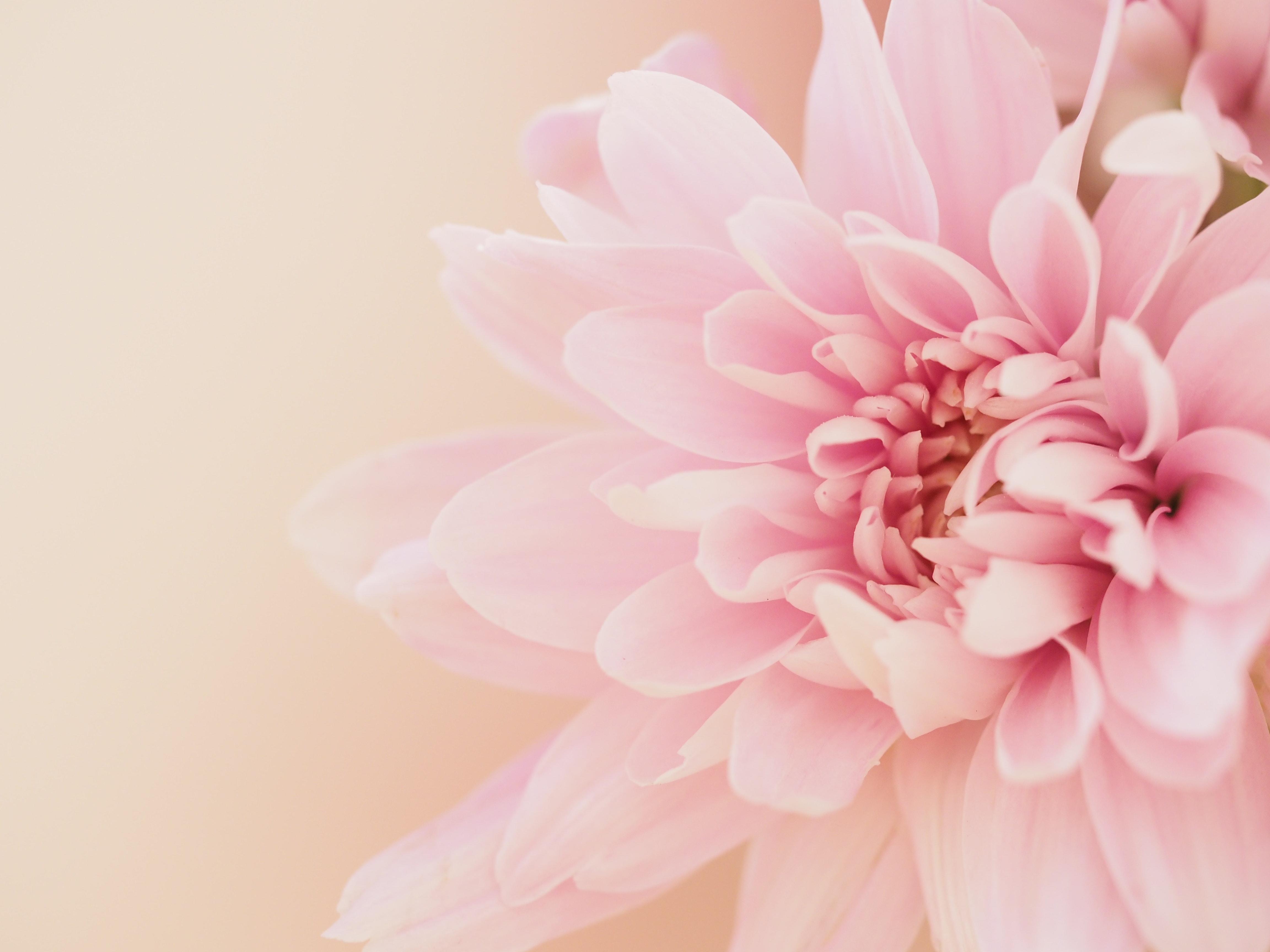 Dahlia Flower on Light Pink Background · Free