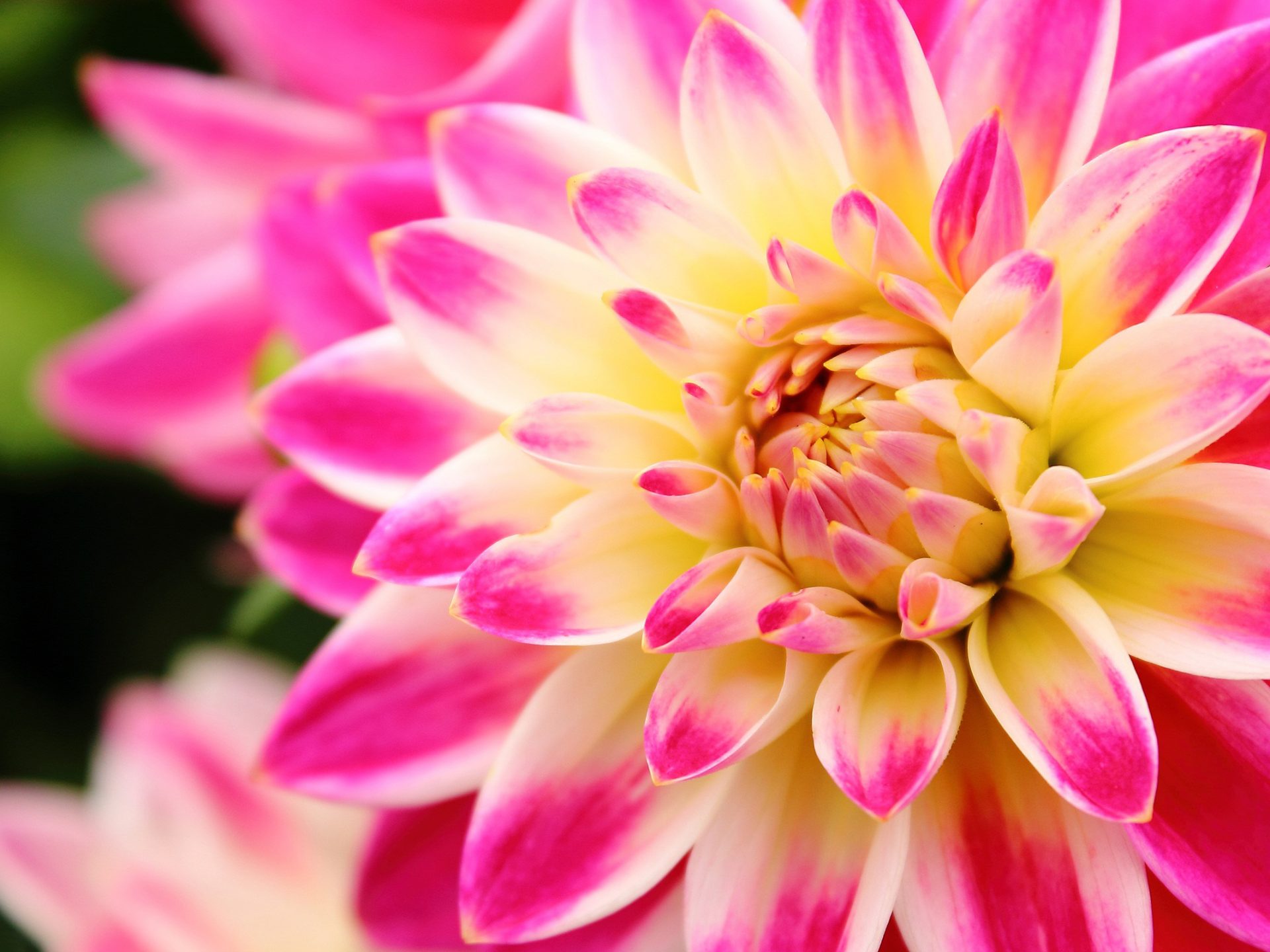 Flower In Three Colours Pink Dahlia White And Yellow HD Wallpaper For Mobile Phones And Pc 2560x1600, Wallpaper13.com